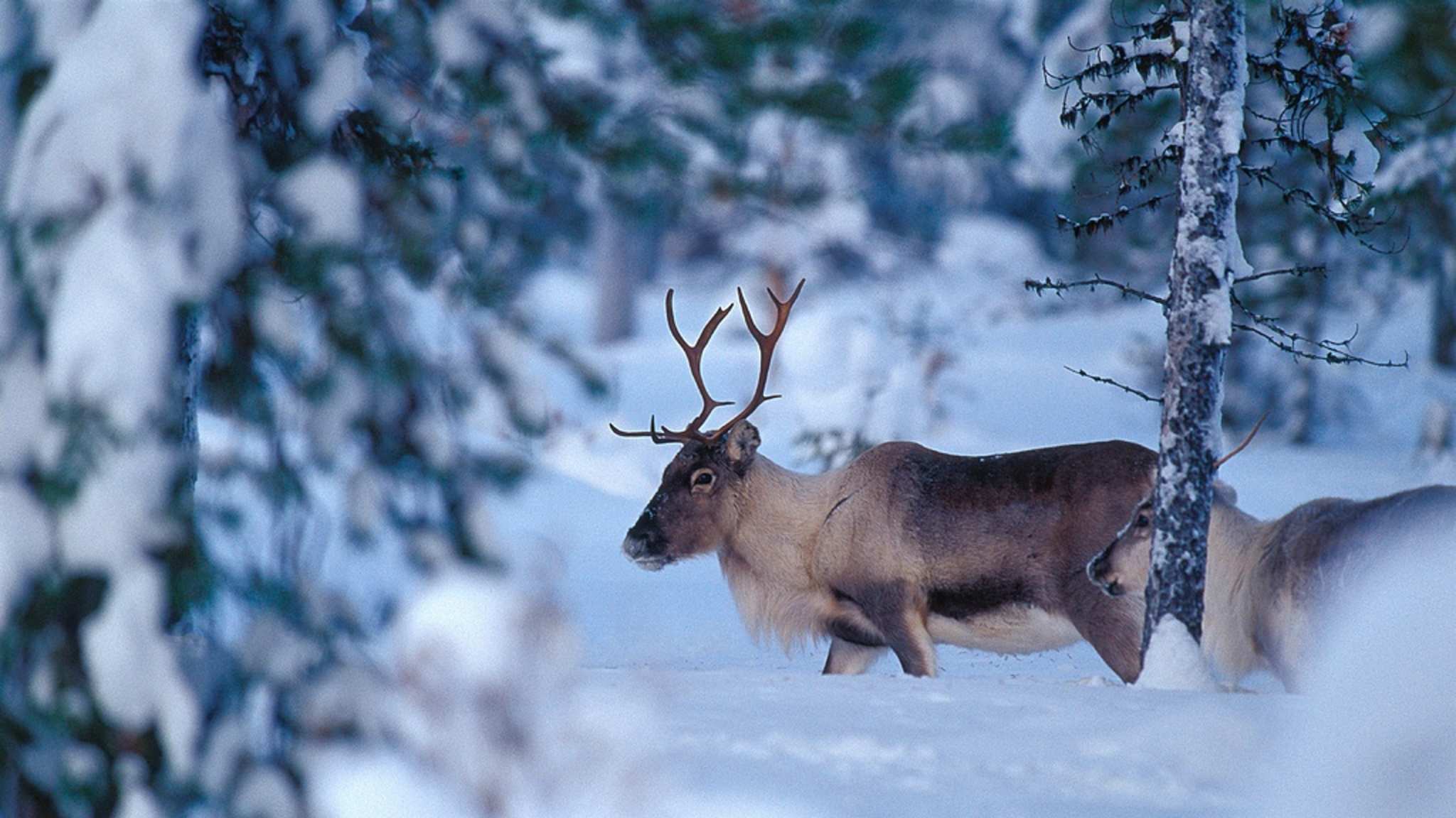 Rentiere in den Wäldern von Lappland, Finnland ©Bernd Römmelt/HUBER IMAGES