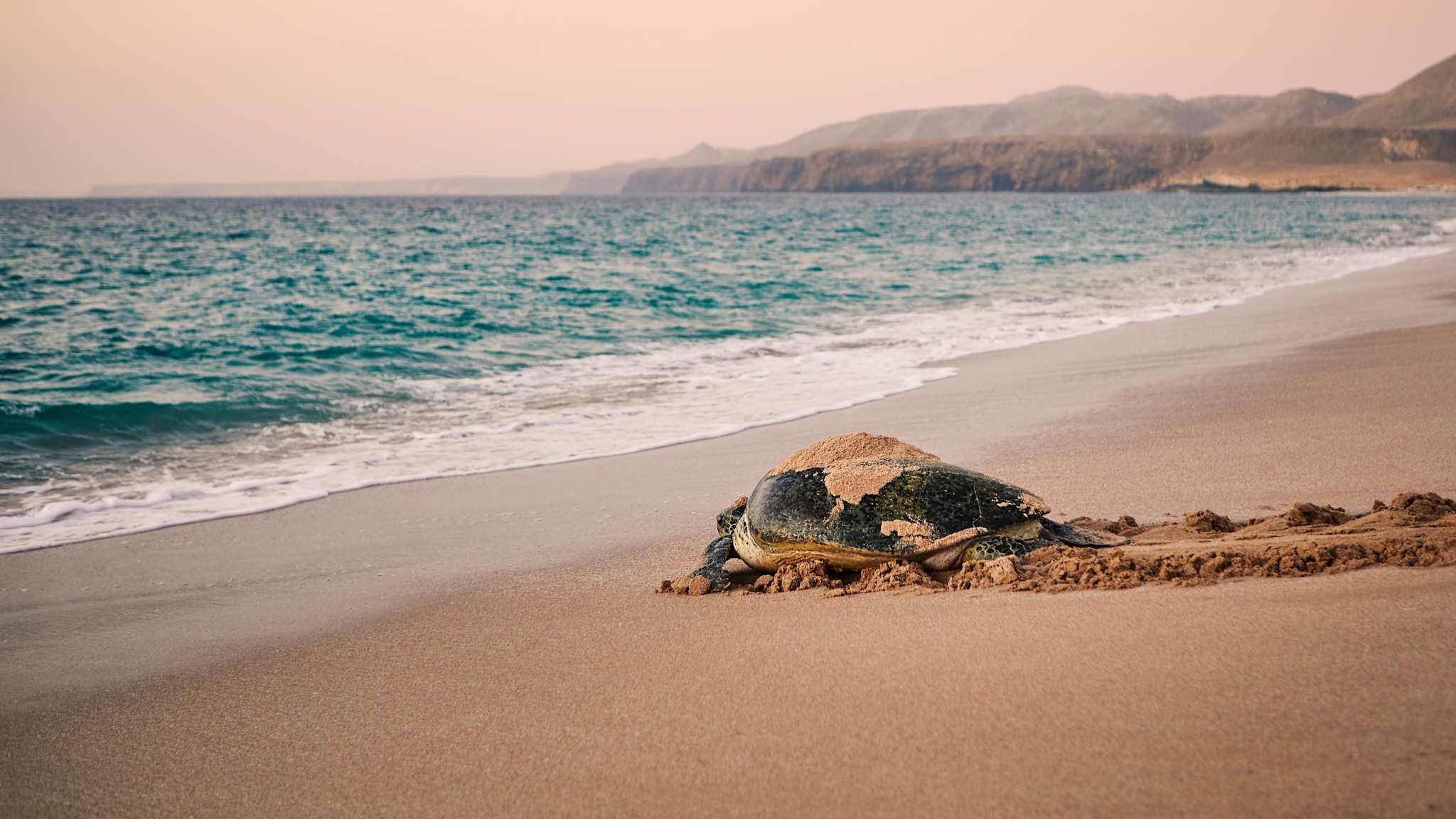 Grüne Schildkröte krabbelt an einem Sandstrand zurück ins Meer