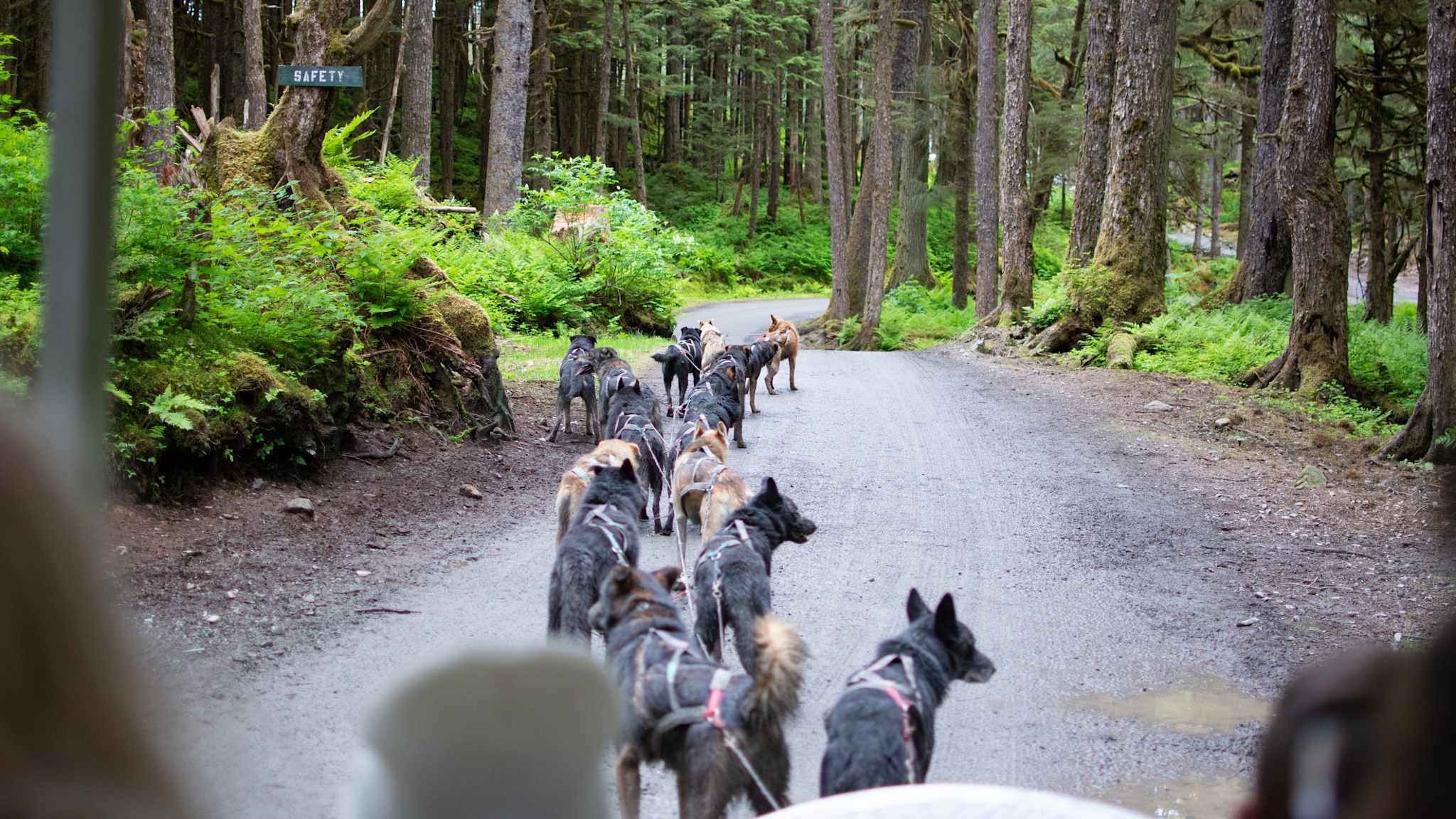 Schlittenhunde bei der Arbeit im Wald