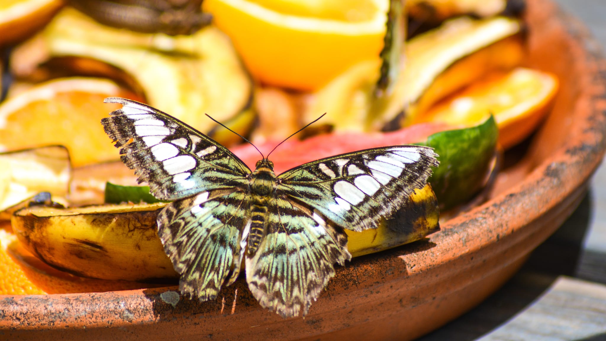 Schmetterlingsfarm Trassenheide, Usedom © Lara Red - stock.adobe.com