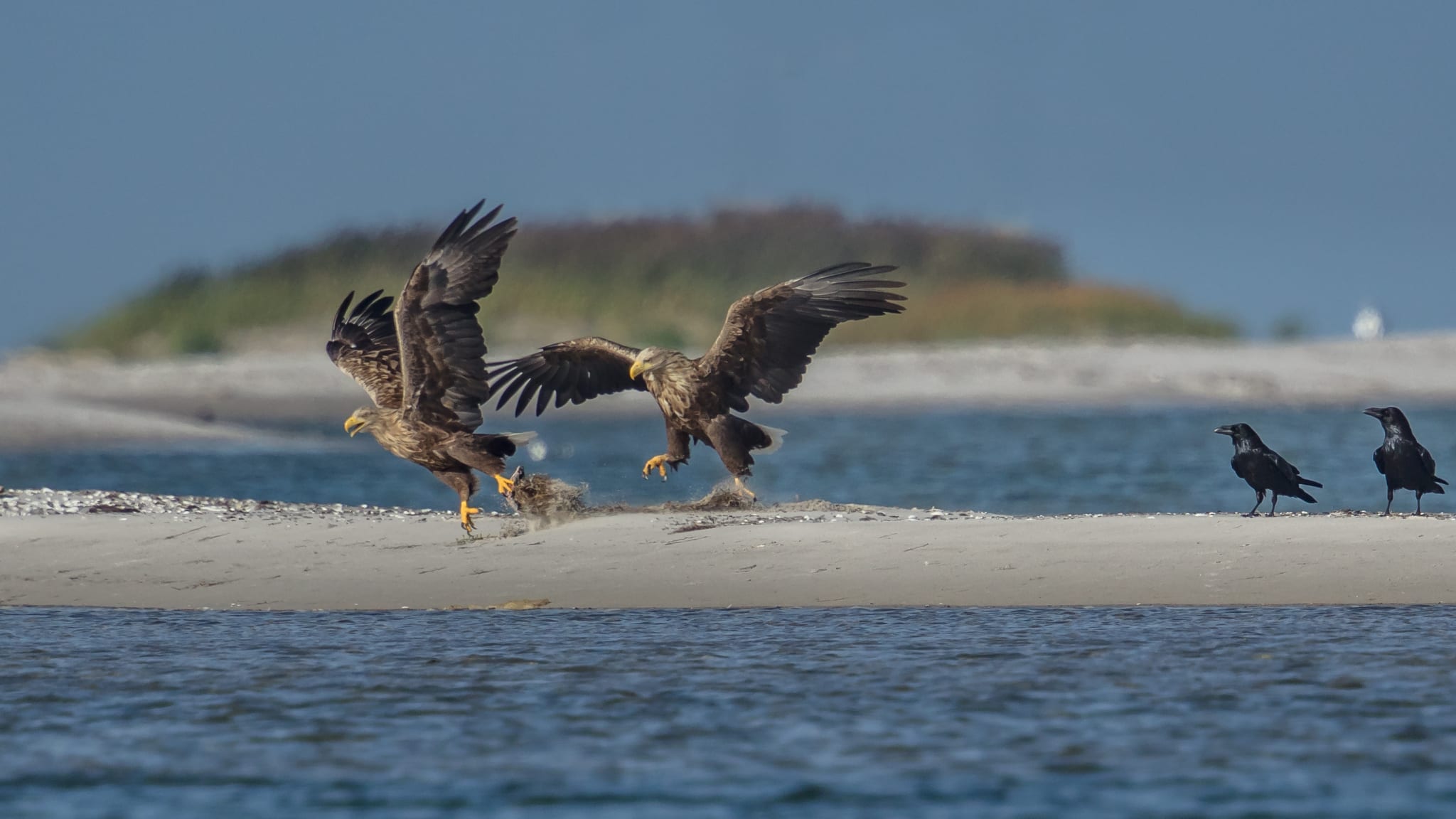 Seeadler auf Usedom © haiderose - stock.adobe.com