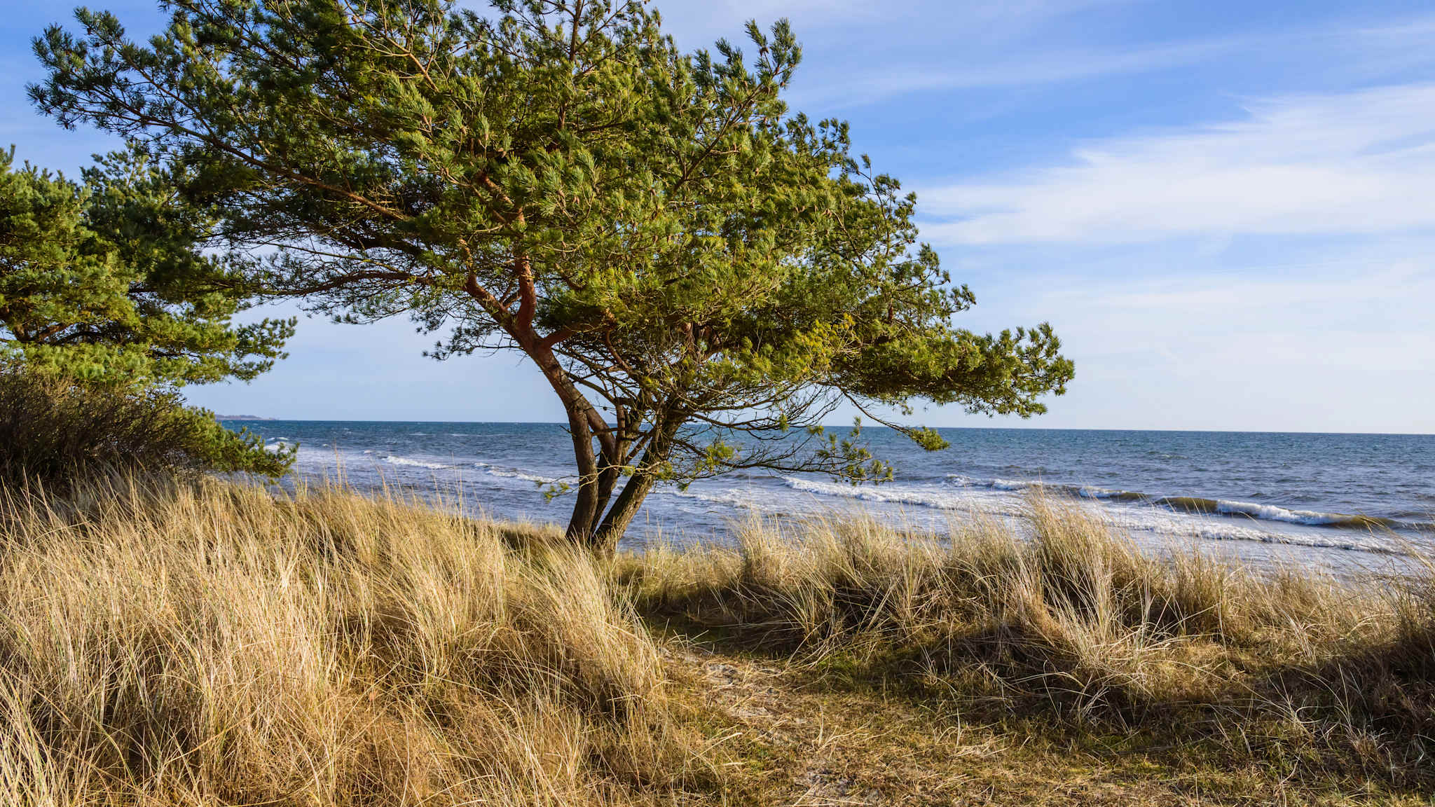 Blick auf Dünenlandschaft und einen Baum vor dem Meer