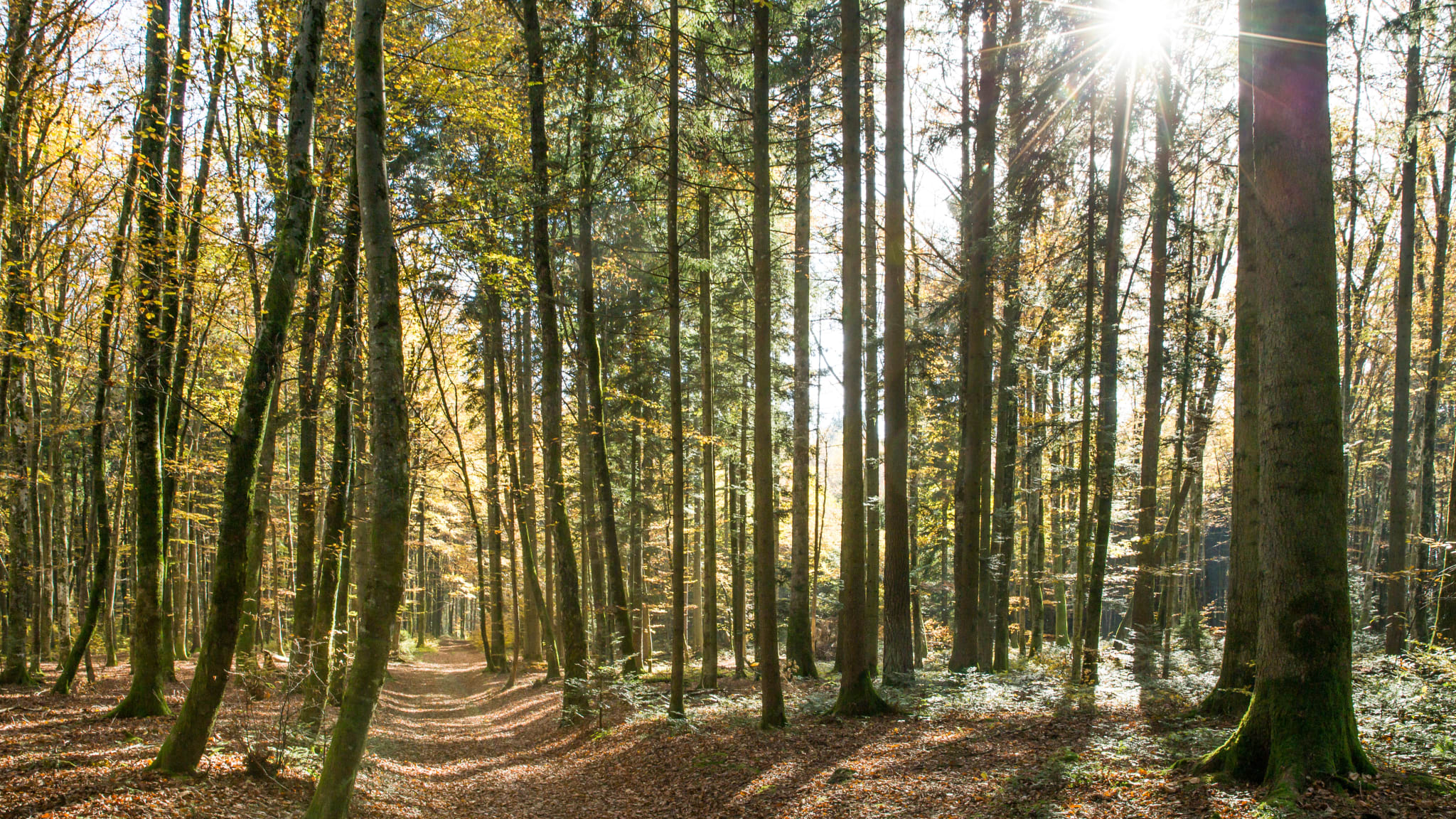 Sonne durch Schweizer Wald Bäume an einem sonnigen Frühlingstag©Angelina Cecchetto/iStock / Getty Images Plus via Getty Images