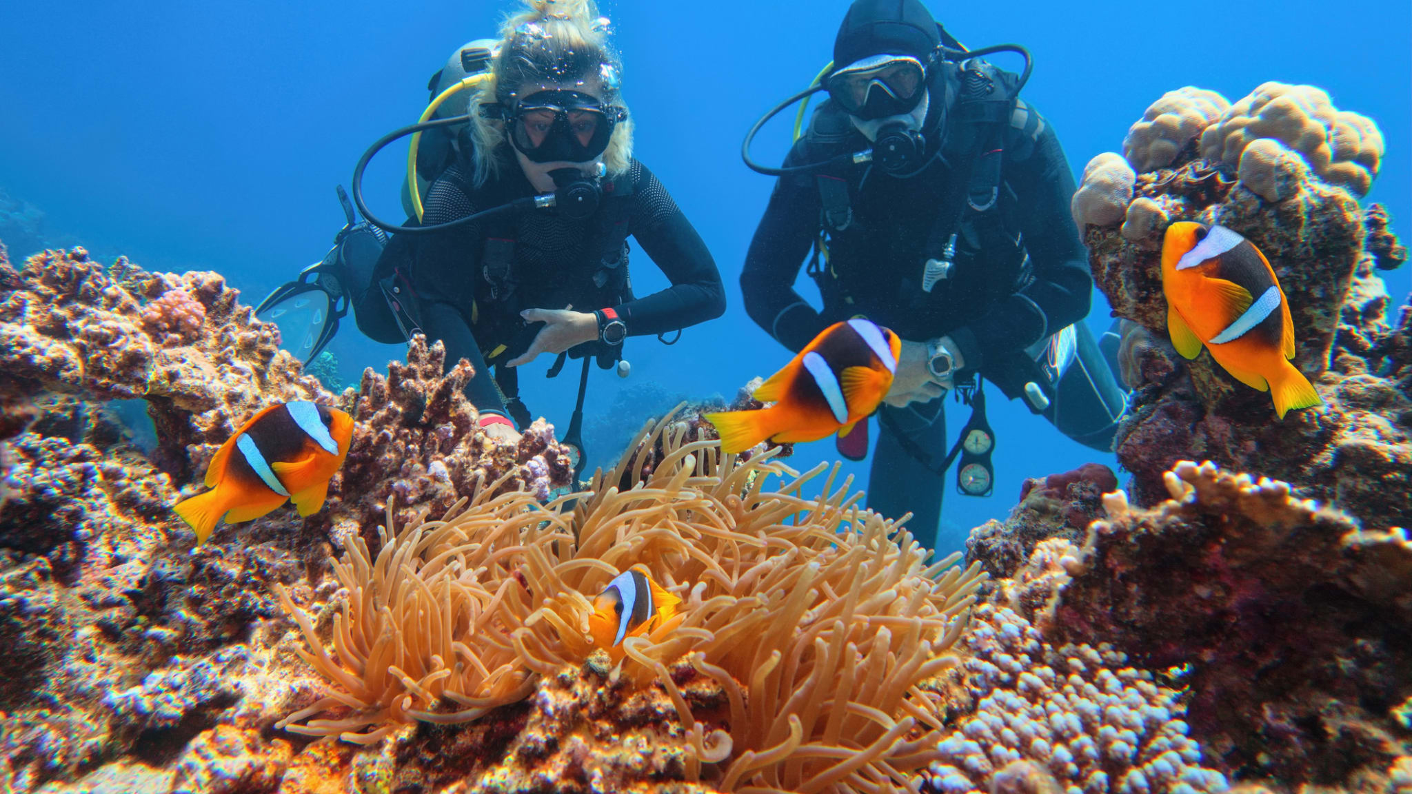 Taucher in der Nähe von schönen Korallenriffen beobachten Seeanemone und Familie von Zweibinden-Anemonenfischen © iStock.com/Tunatura