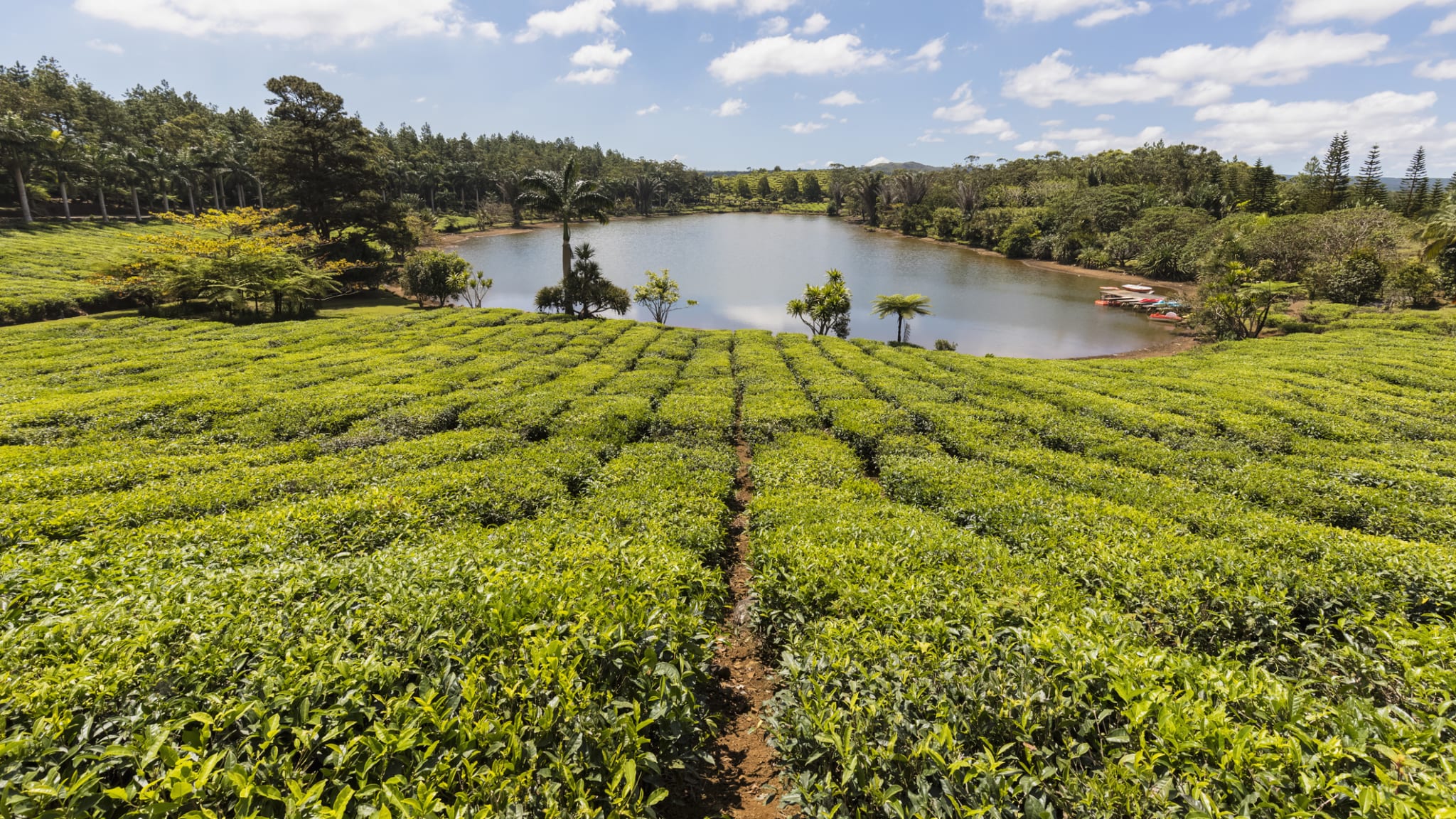 Teeplantage auf Mauritius © Westend61/Westend61 via Getty Images