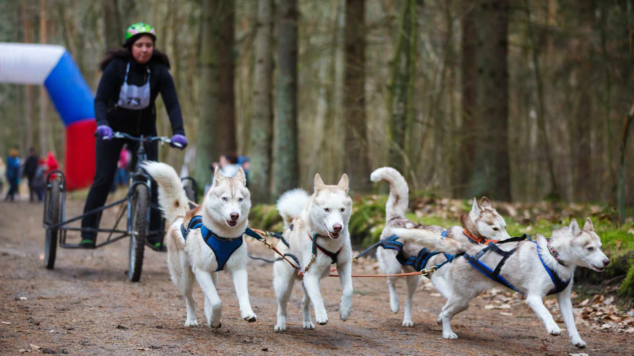 Vier Schlittenhunde ziehen einen Trainingswagen