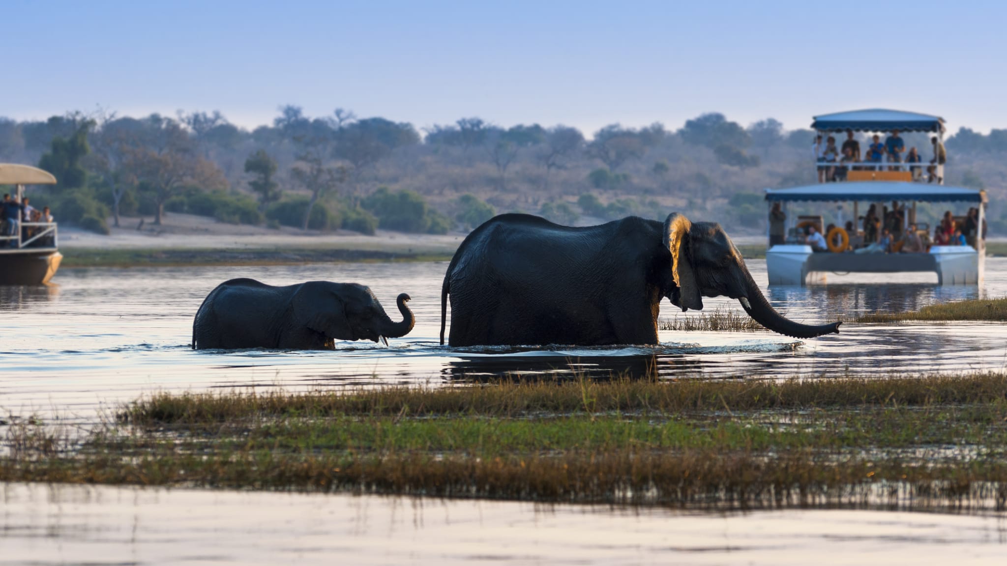 Überquerung des Chobe Fluss im Nationalpark, Botswana ©Tiago_Fernandez/iStock / Getty Images Plus via Getty Images
