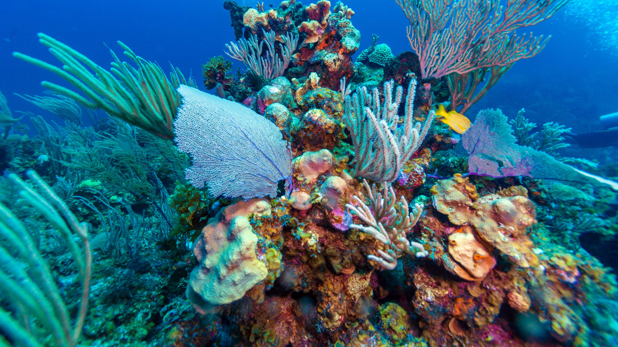 Unterwasserszene mit Korallen und Taucher ©iStock.com/Rostislavv