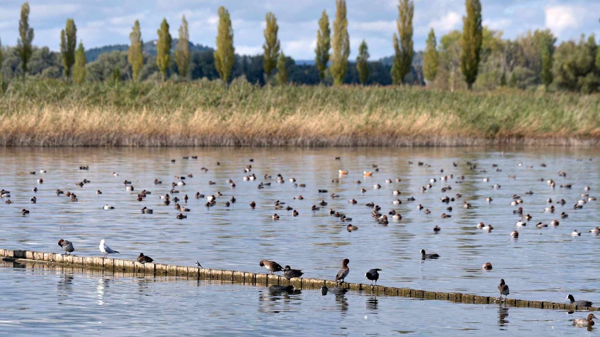 Vögel an einem Ufer