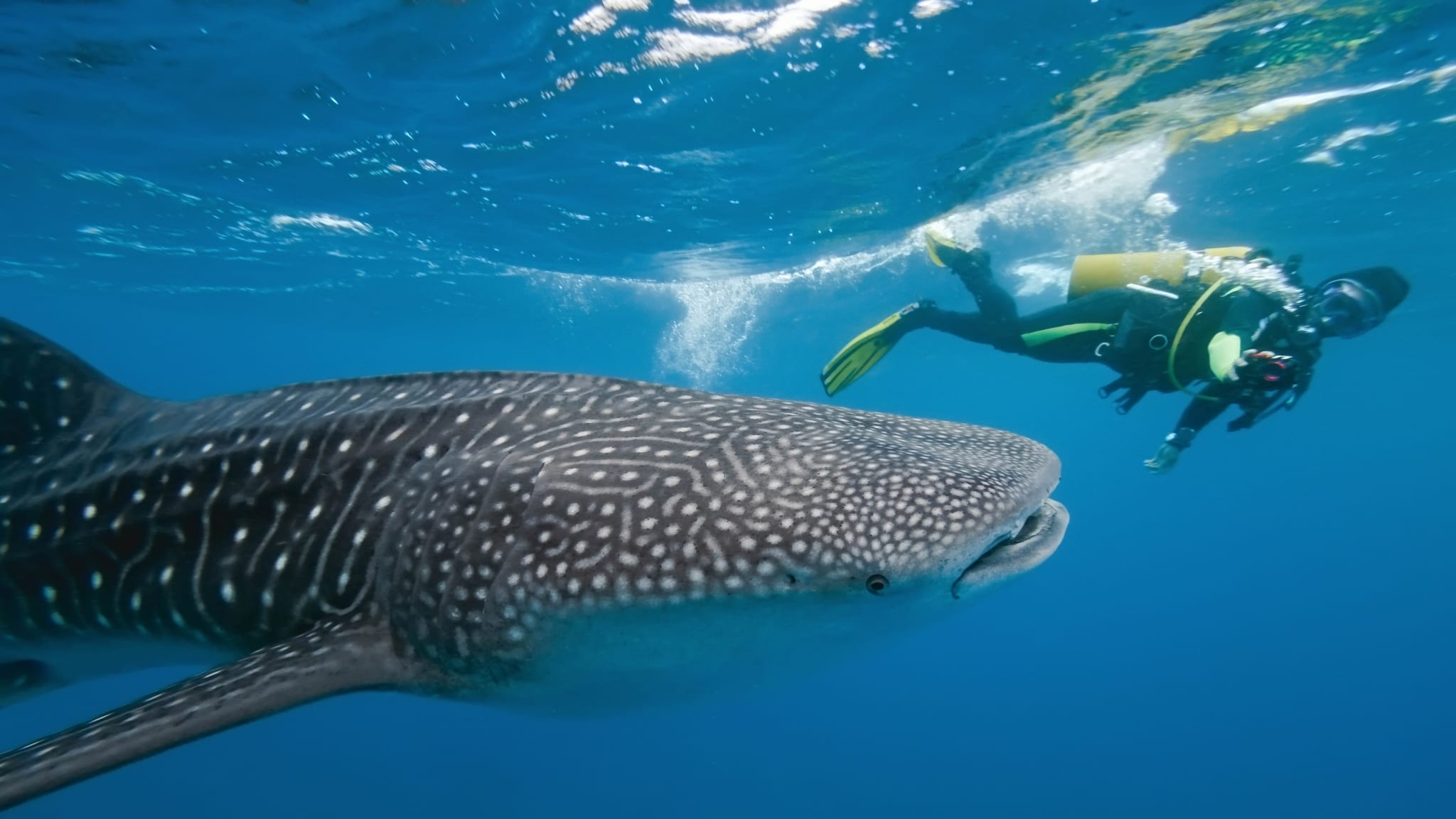 Walhai im Wasser © crisod/iStock / Getty Images Plus via Getty Images