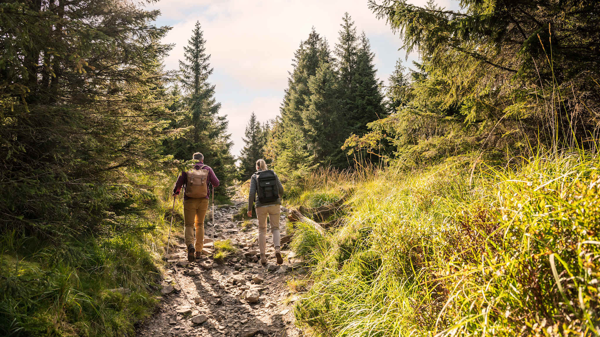 Zwei Wandernde genießen die frische Waldluft und die traumhafte Naturkulisse des Harzes auf einem sonnendurchfluteten Pfad, umgeben von majestätischen Nadelbäumen.