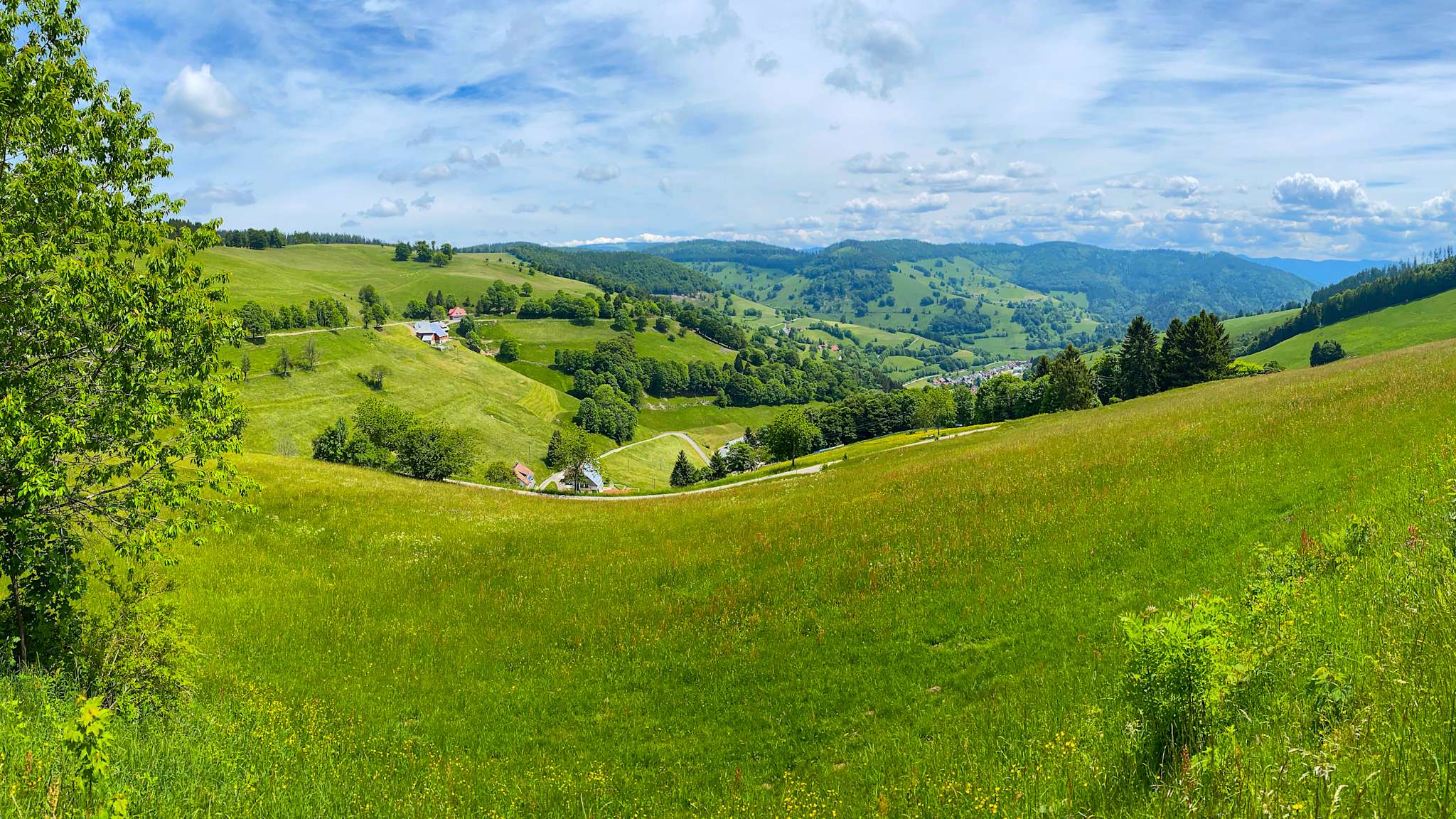 Ausblick über grasbewachsene hügelige Berge im Schwarzwald.