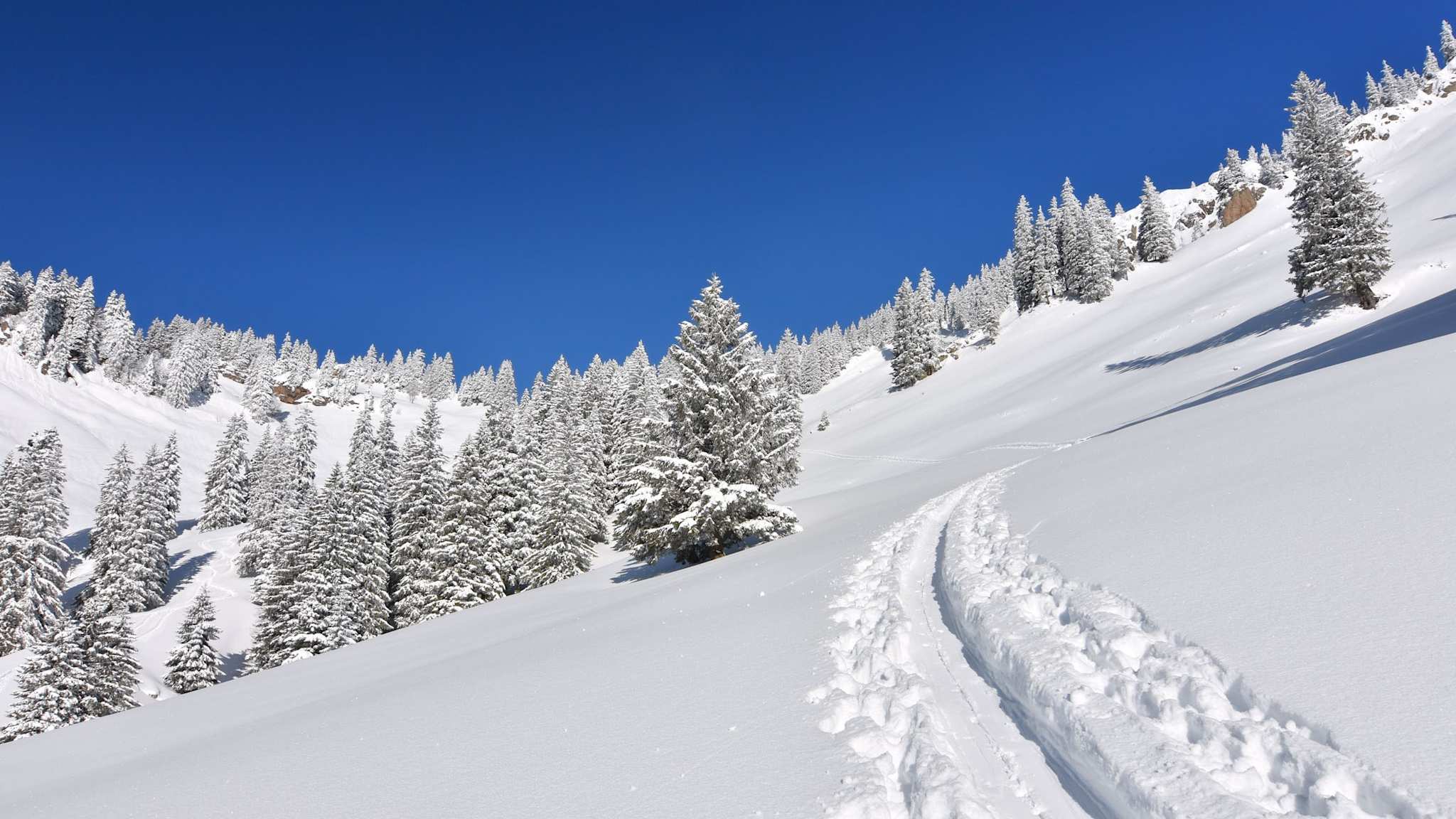 Schneelandschaft mit Bäumen und Wanderpfad im Allgäu