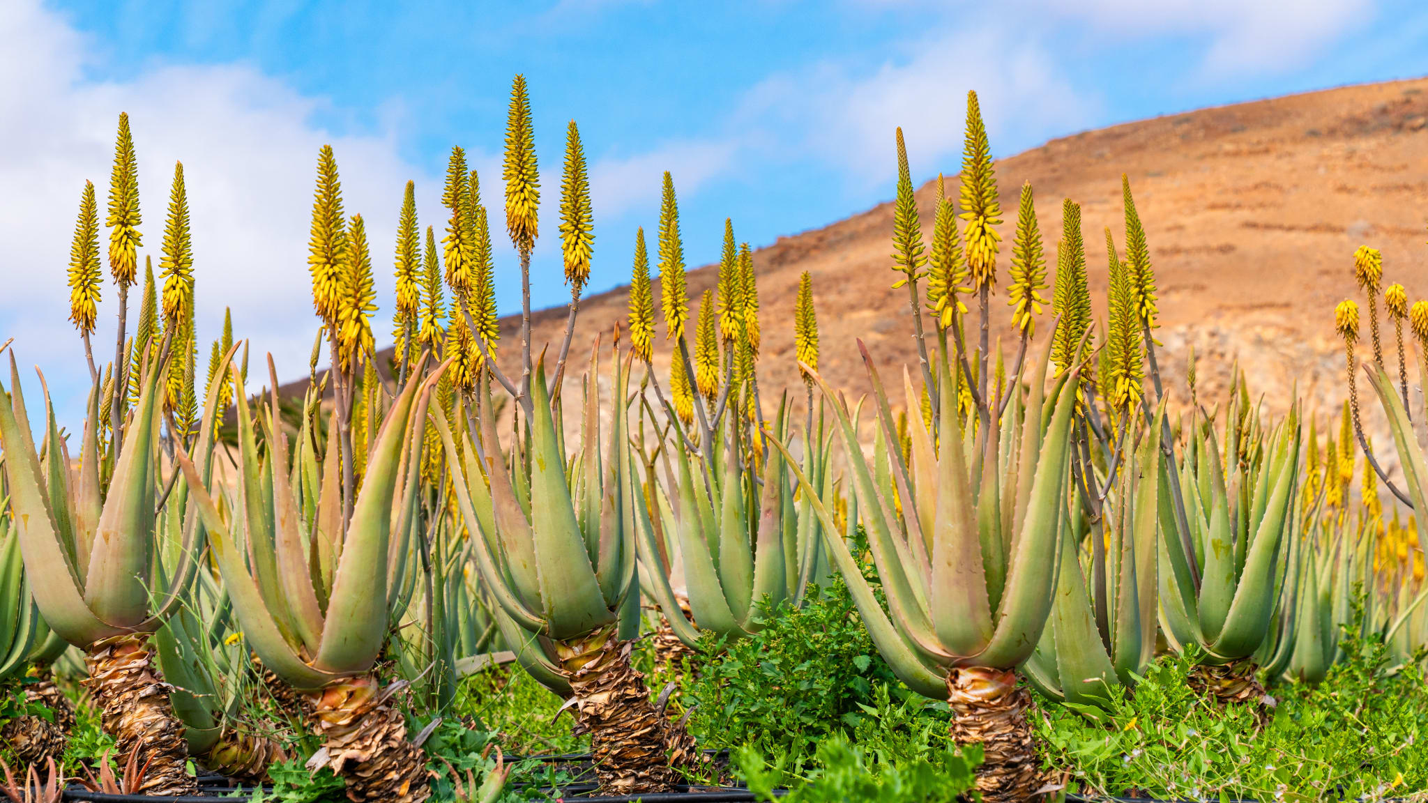 Eine Reihe Aloe vera Pflanzen vor einem Hügel