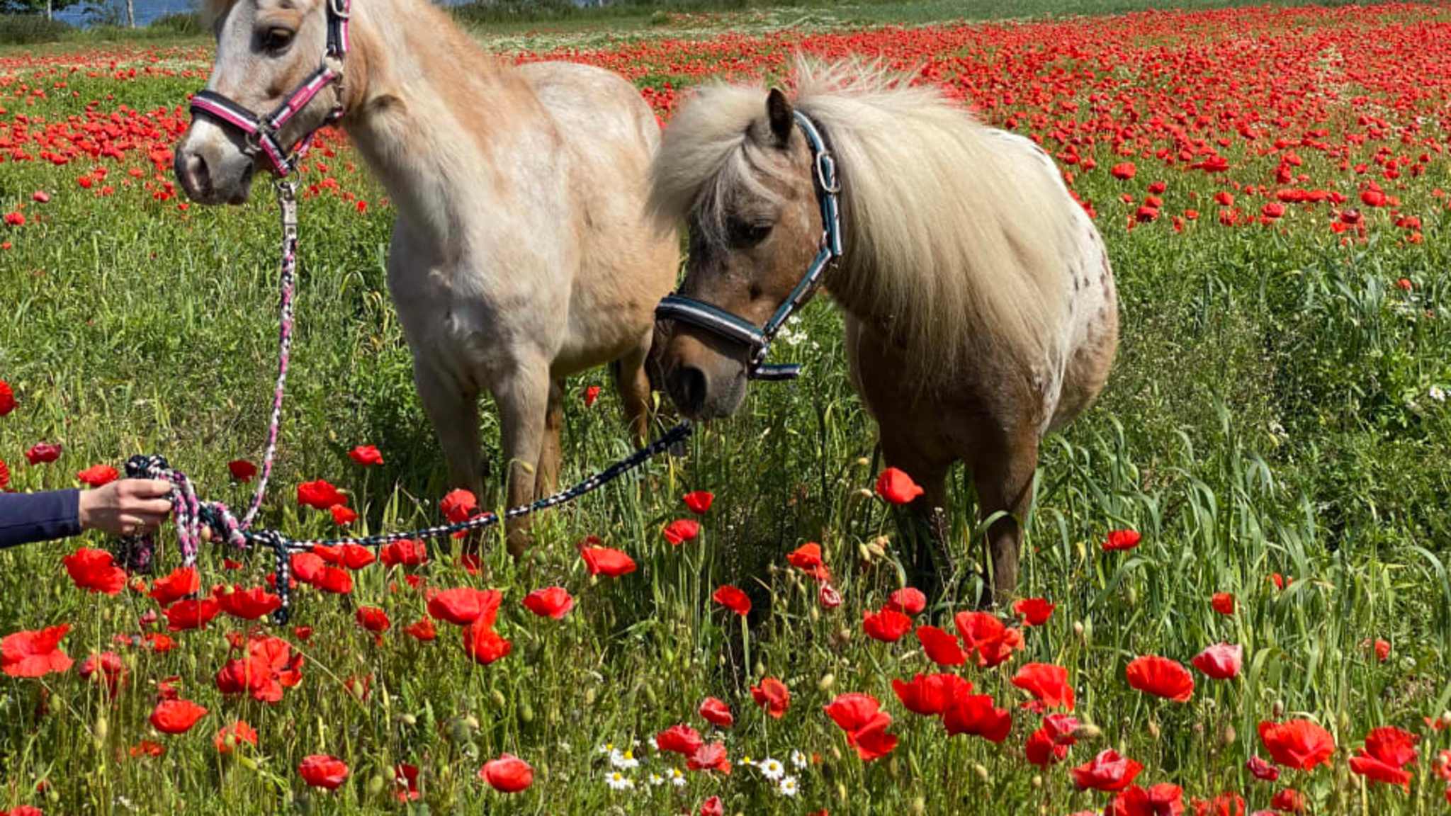 Zwei Ponys stehen auf einer Wiese mit Mohnblüten.