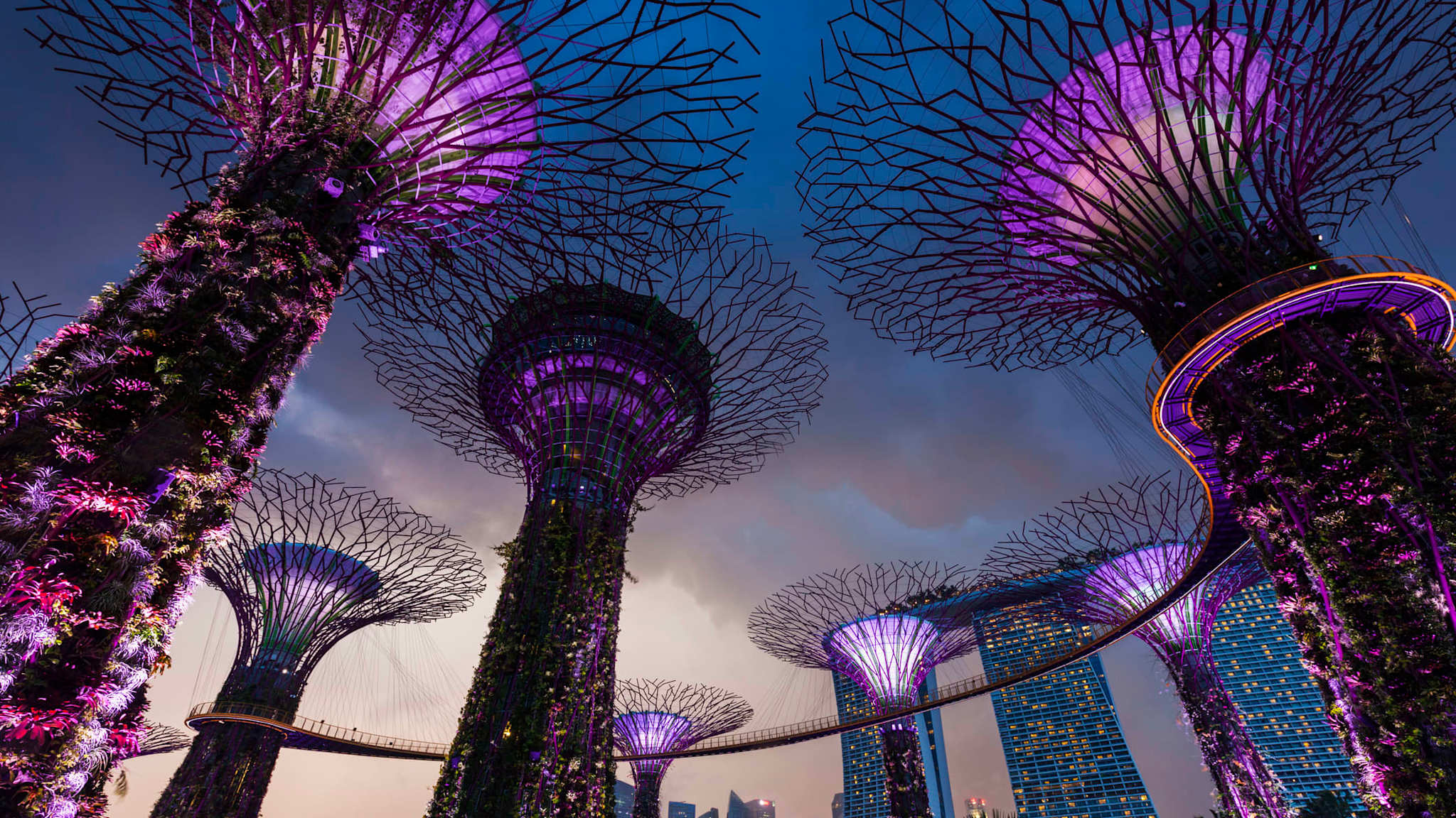 Beleuchtete Supertrees im Gardens by the Bay in Singapur.