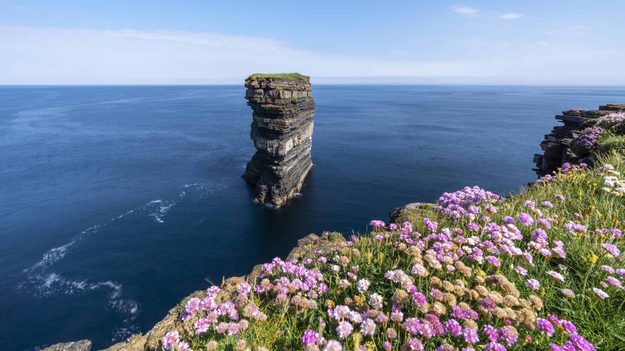 Blumen am Downpatrick Head in Irland.