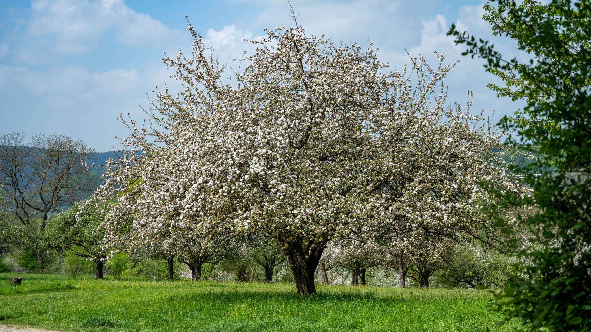 Die Apfelstraße verwandelt sich im Frühling in eine kleine Traumlandschaft © Thomas Kottal - stock.adobe.com