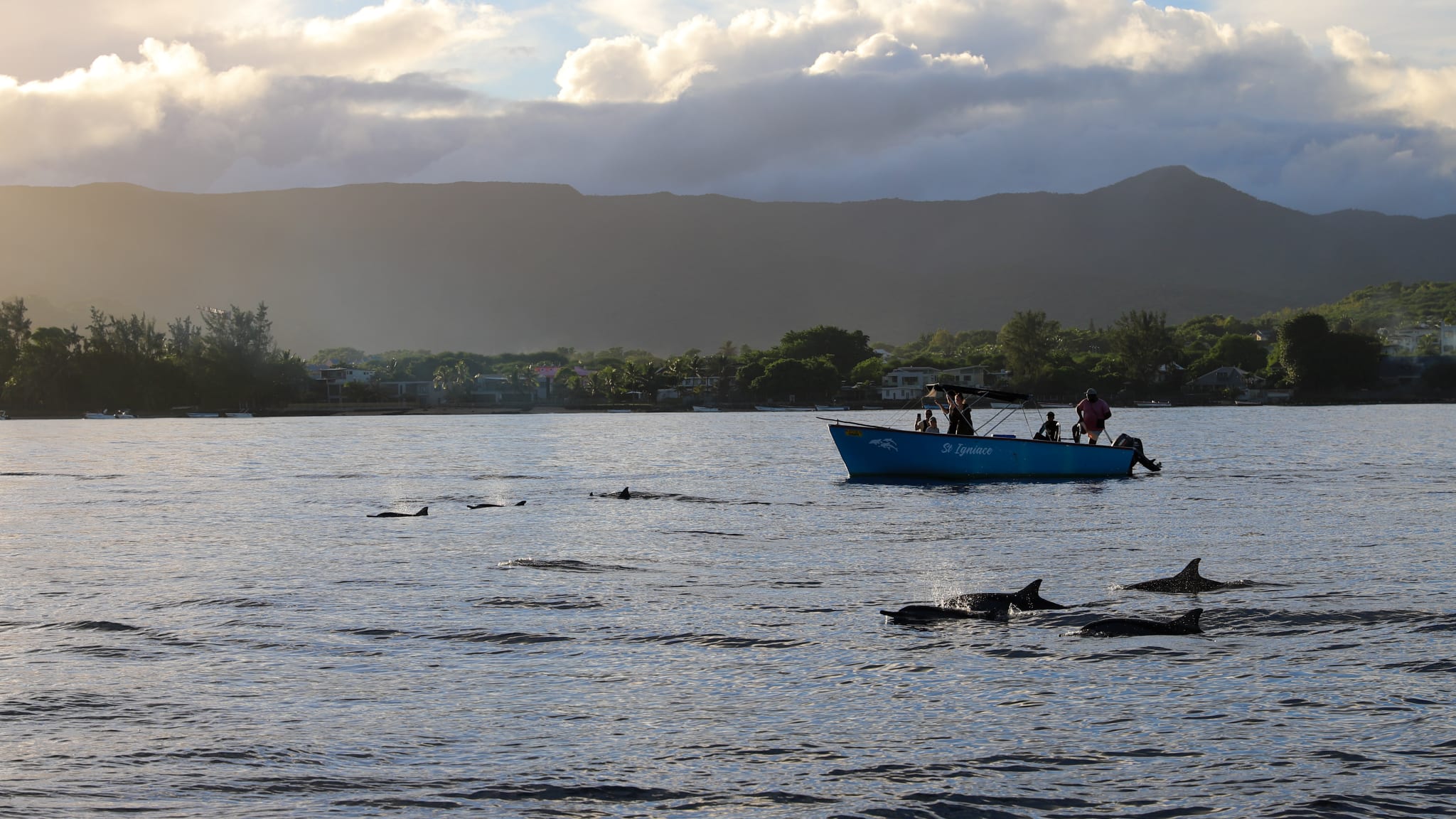 Delfine schwimmen mit einem Boot auf Mauritius. © Astrid Därr