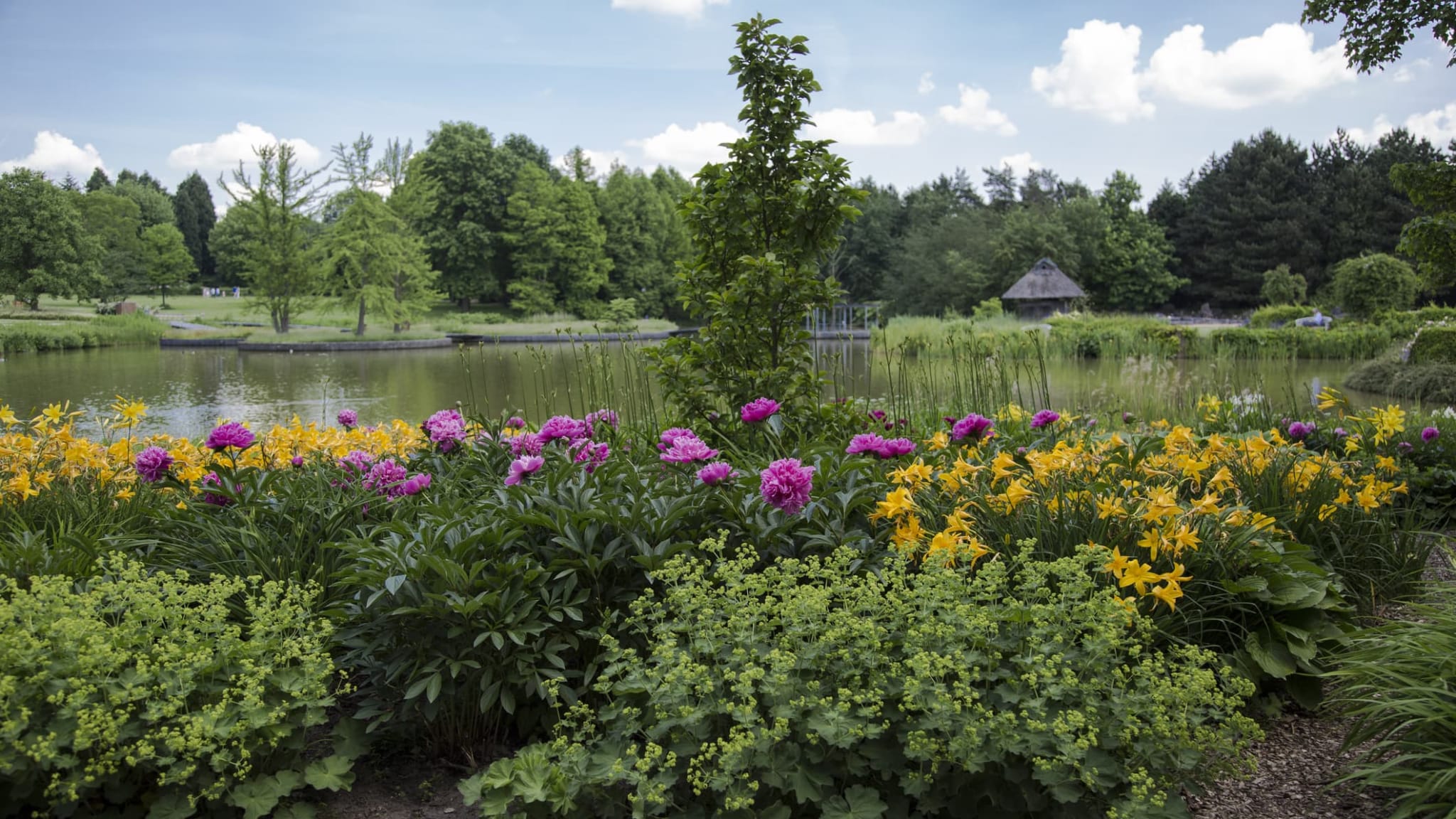 Bunte Blumen am See im Botansichen Garten in Hamburg.