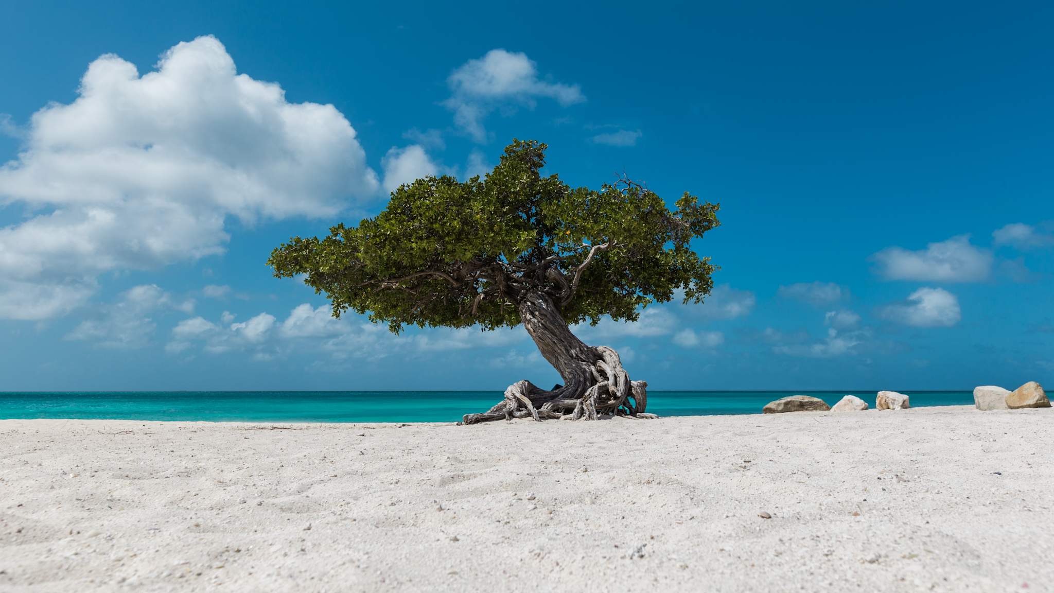 Ein knorriger Baum steht am Strand.