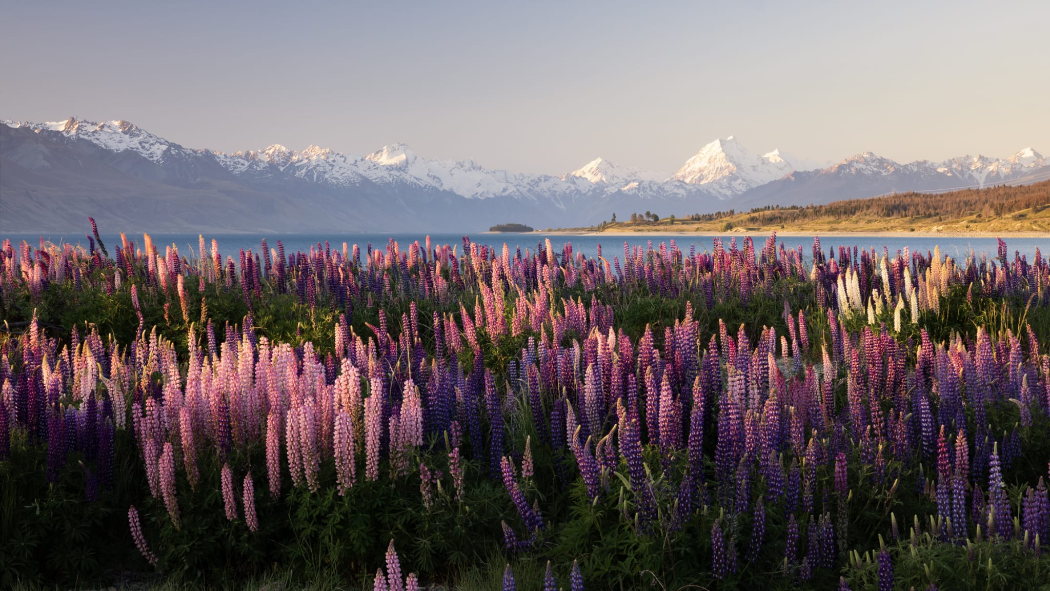 Ein Feld mit Lupinen am Wasser und Bergen dahinter, Neuseeland.