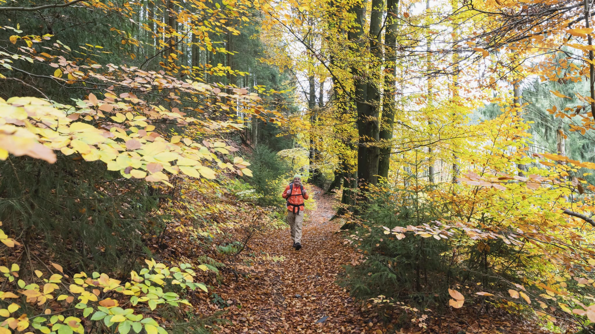 Ein Mann wandert auf einem Pfad durch einen schönen Wald im Sauerland.