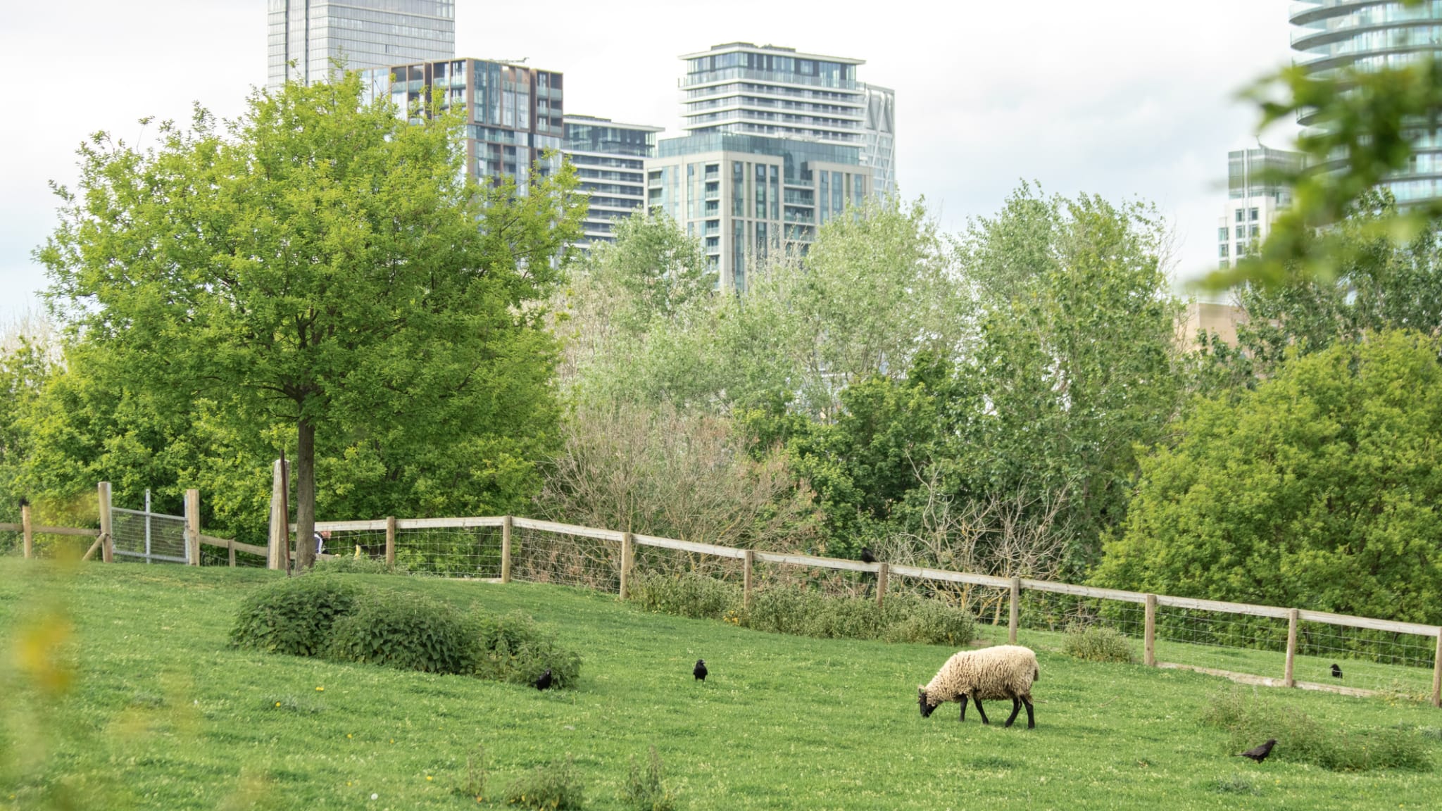 Ein Schaf auf einer Wiese mitten in der Londoner Innenstadt.
