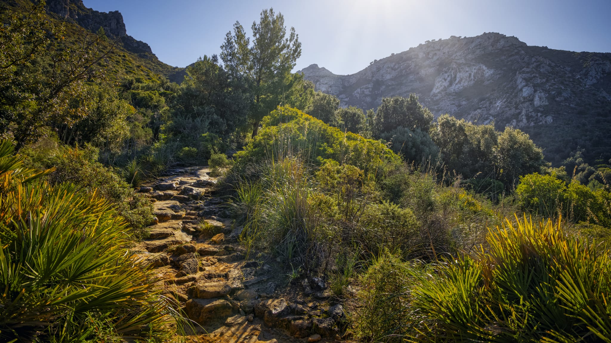 Ein Wanderweg durch eine Pflanzenwelt auf Mallorca, Balearen, Spanien.