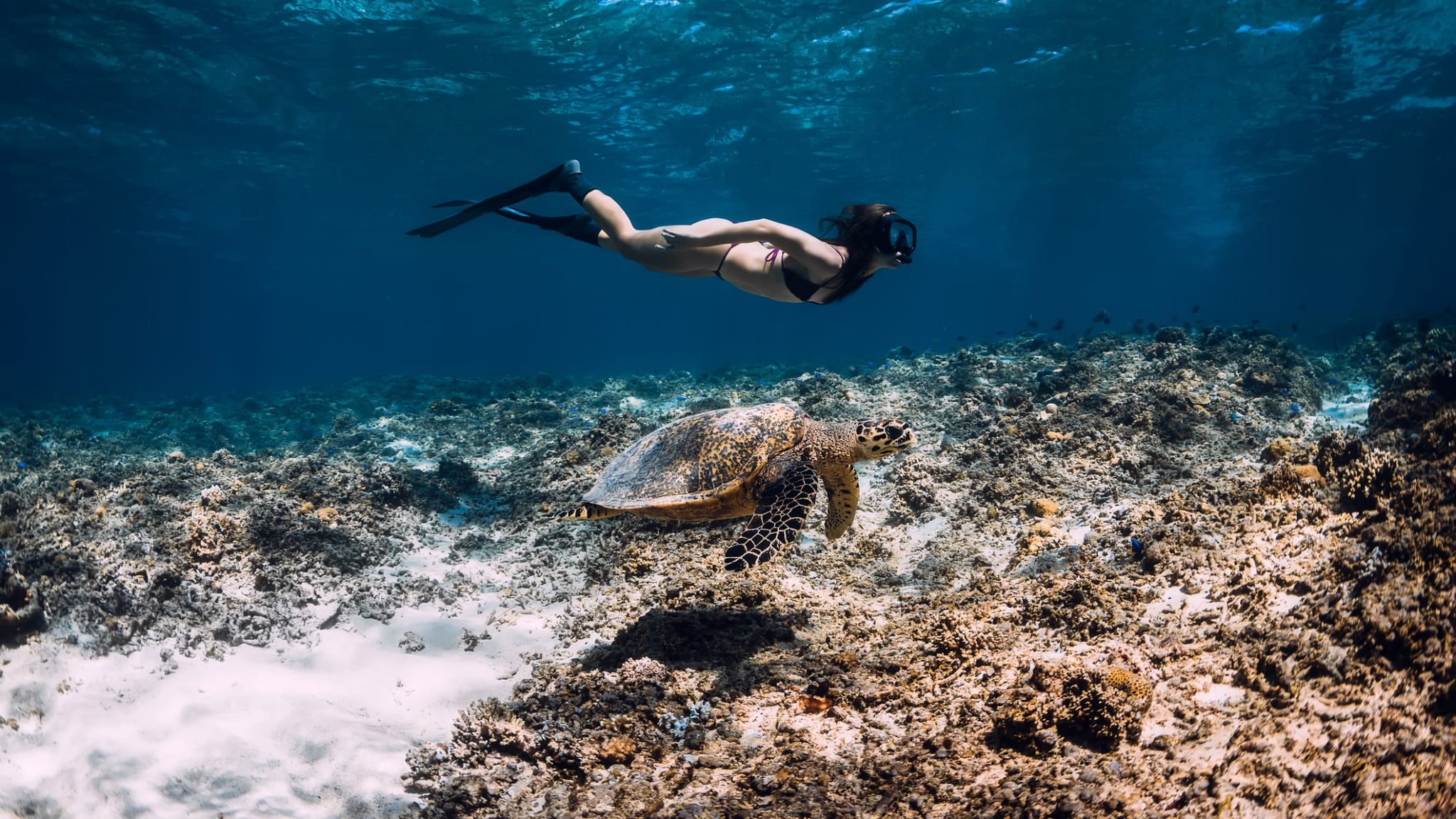 Eine Frau taucht unter Wasser neben einer Schildkröte.