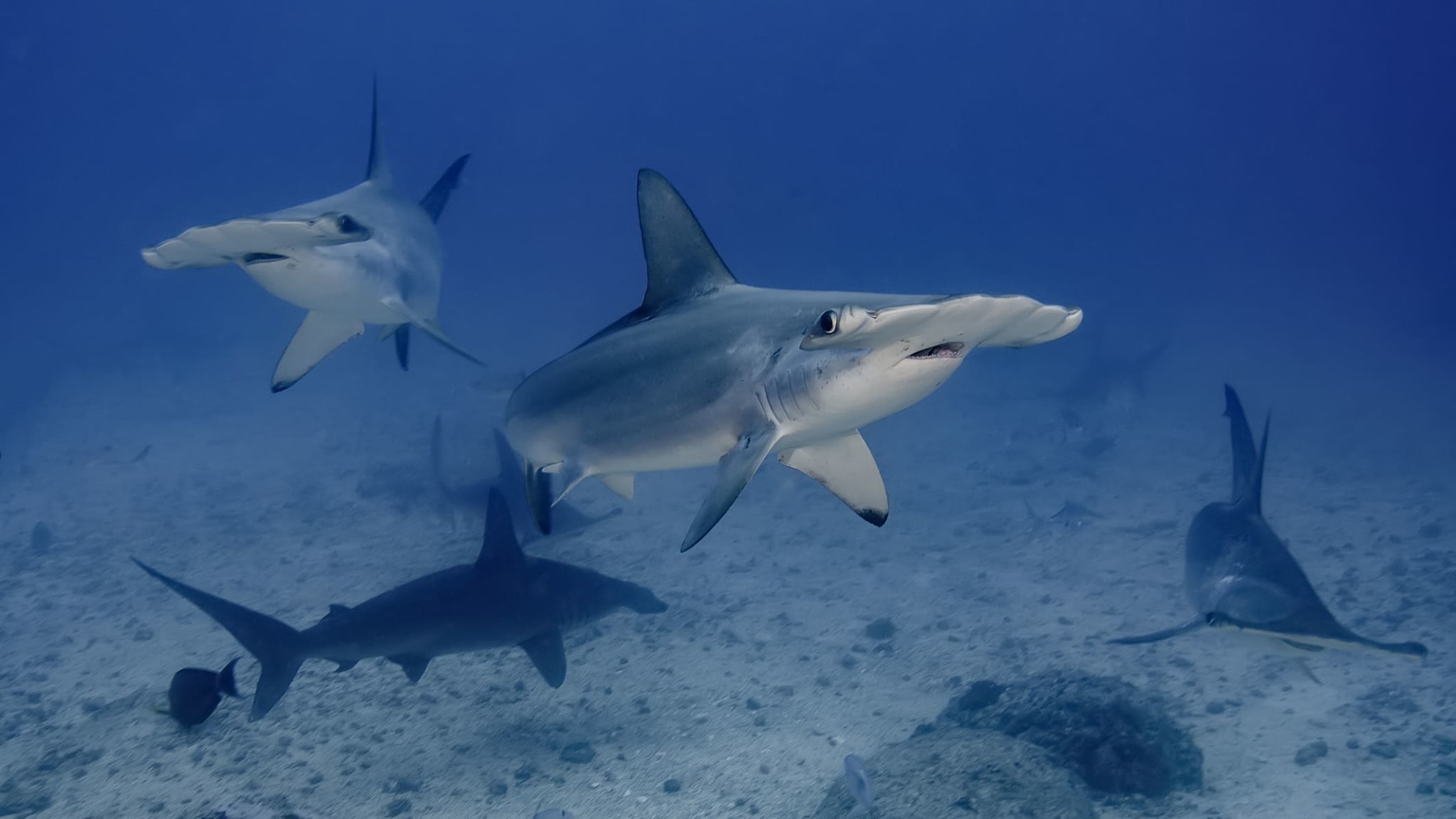 Eine Schule Hammerhaie im Pazifik.