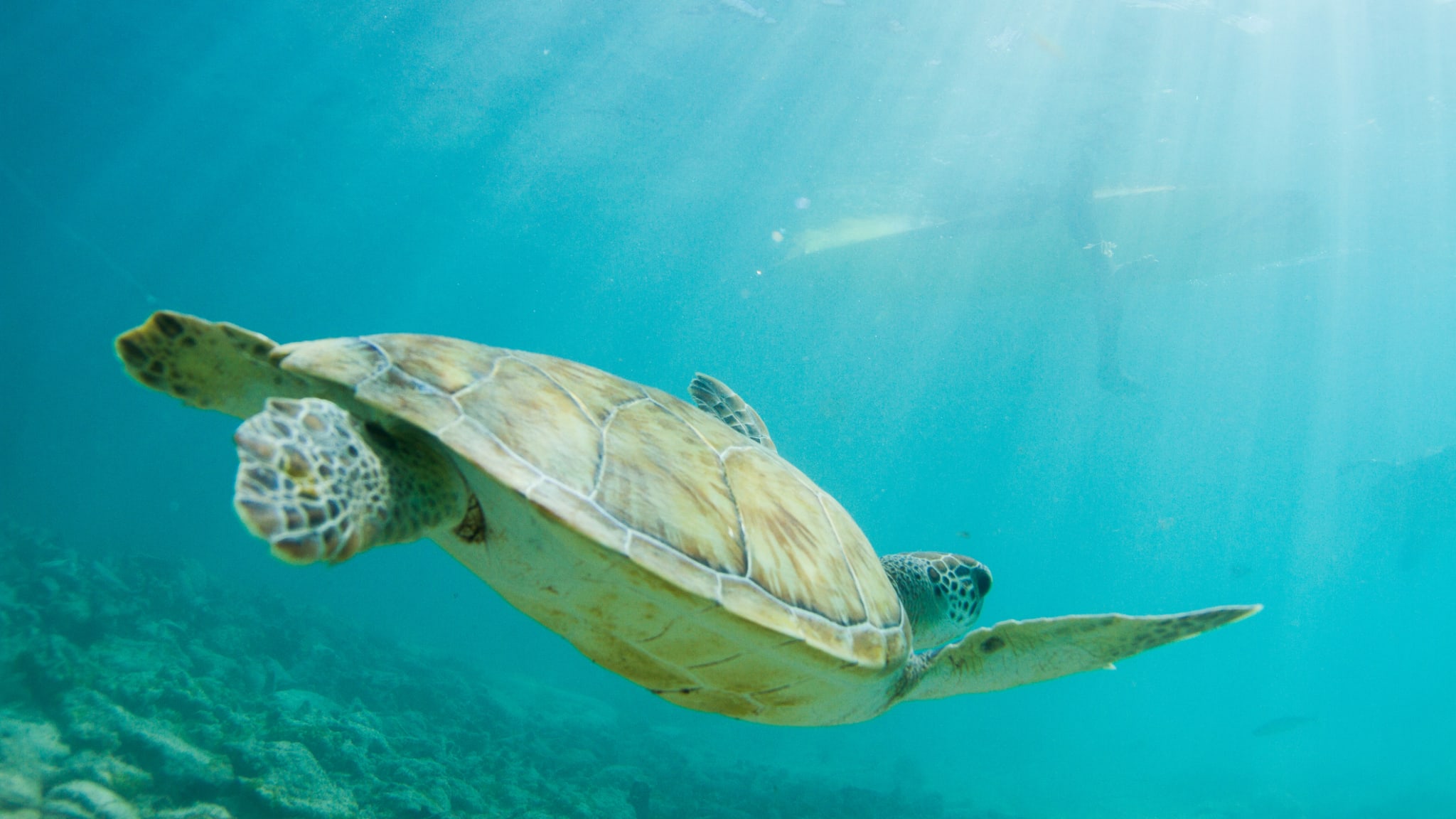 Eine Schildkröte schwimmt durch türkisblaues Wasser.