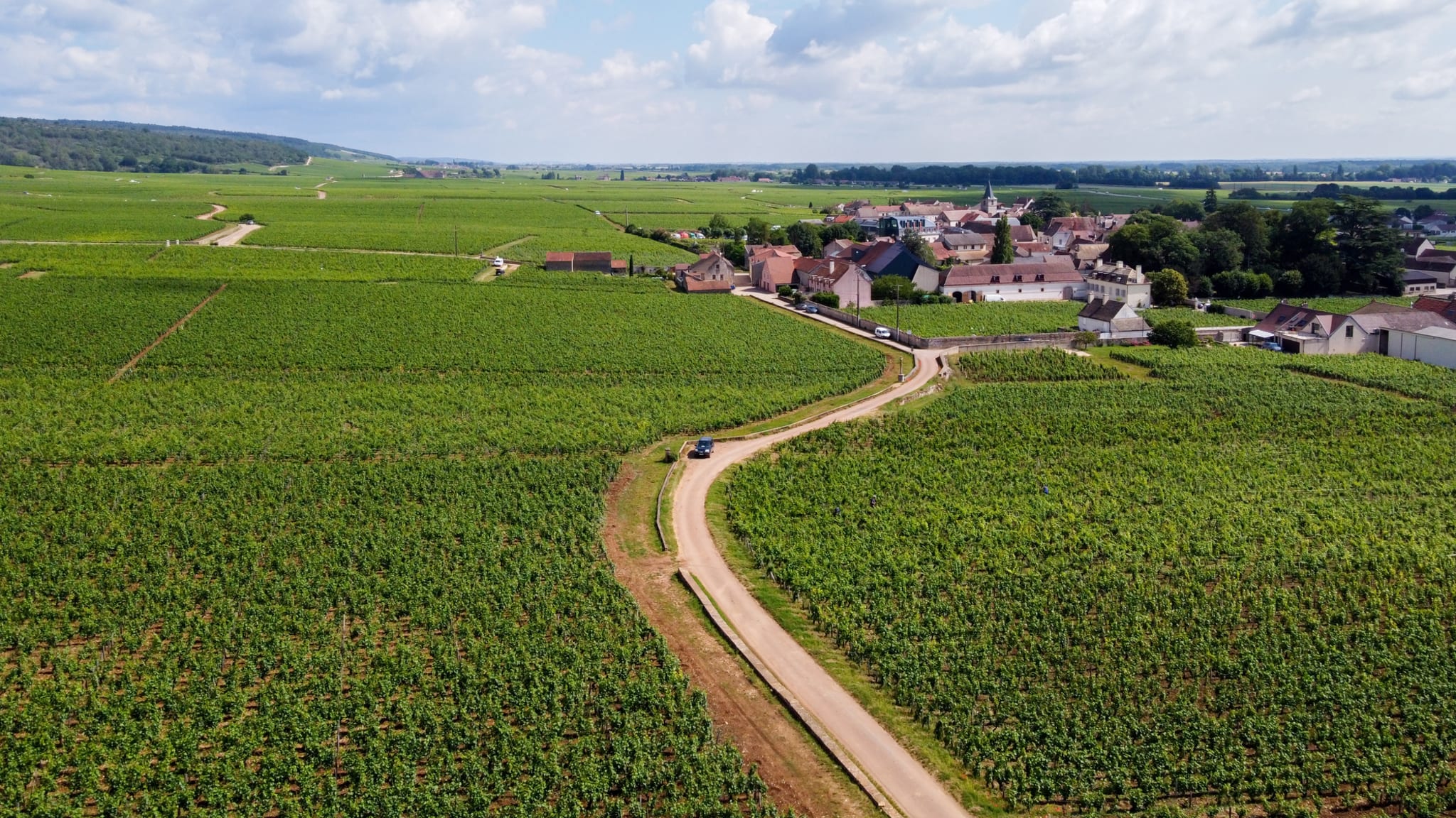 Eine Straße mitten durch riesige Weinanbaugebiete in Frankreich.