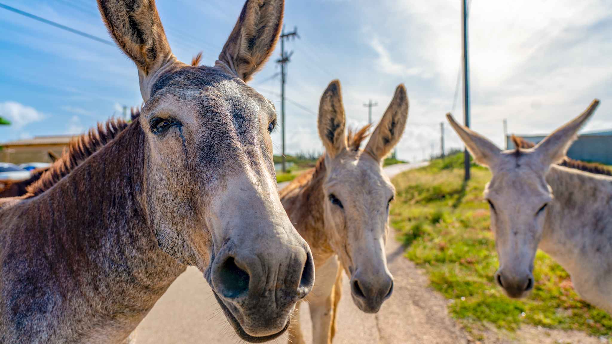 Drei Esel schauen zur Kamera