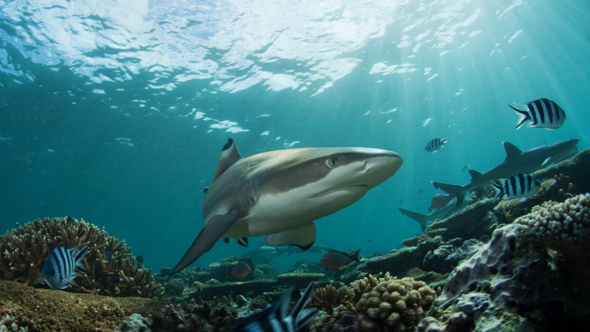 Ein Hai im Wasser vor Fiji.