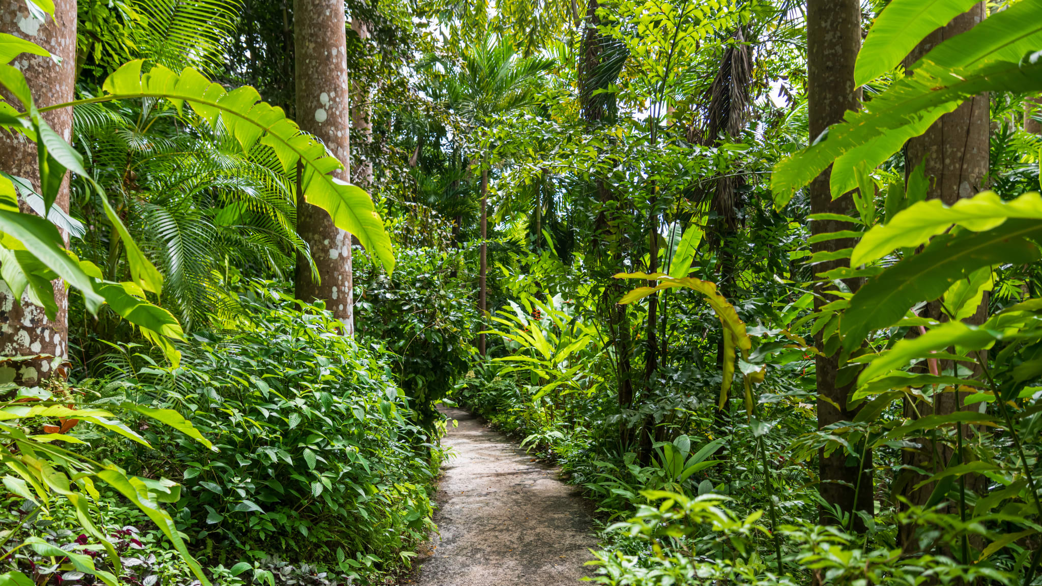 Der Flower Forest auf Barbados, Karibik
