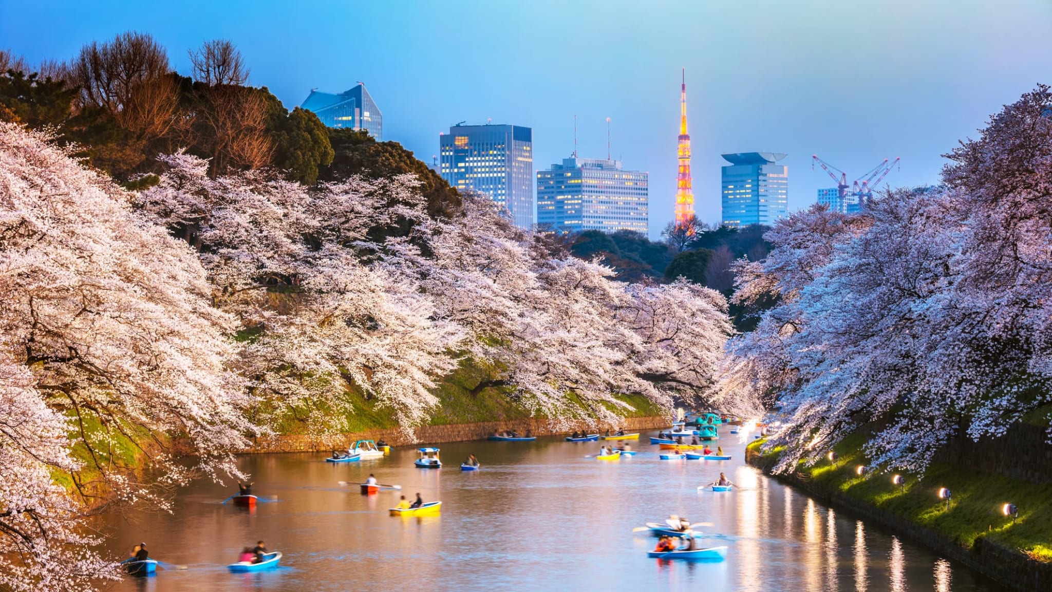 Fluss in Tokio mit der Skyline der Stadt im Hintergrund während der Kirschblütenzeit.