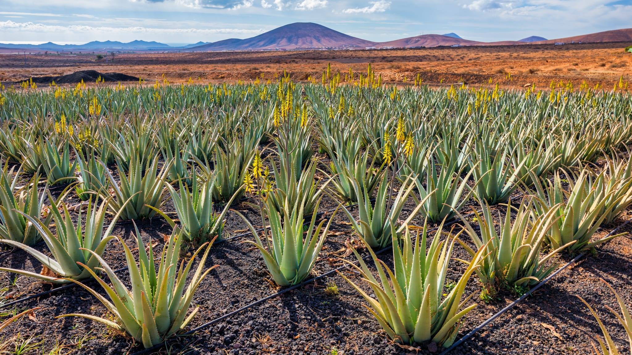 Fuerteventura bietet Dir weite Aloe Vera Felder