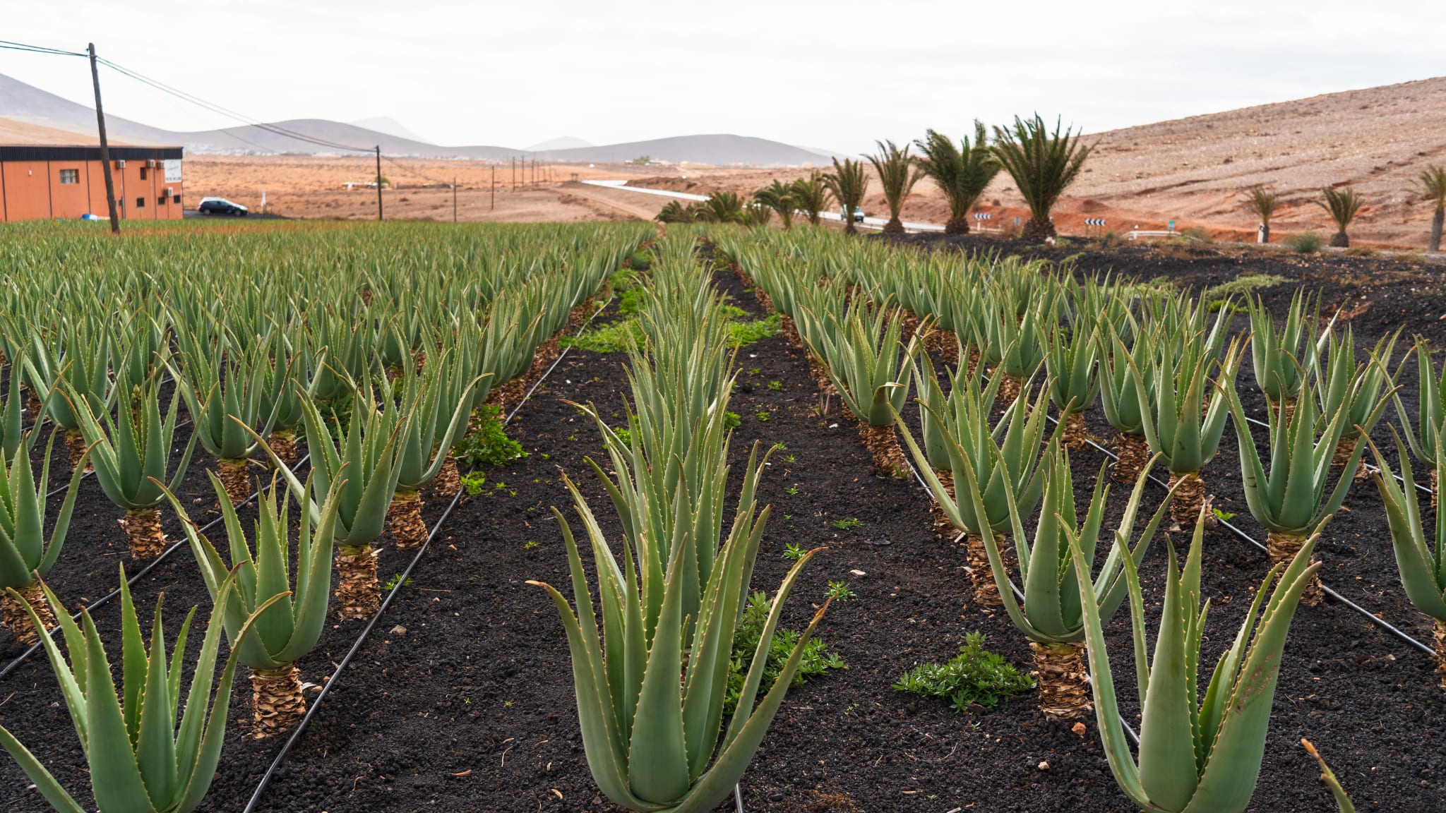 Ein Feld mit langen Reihen von Aloe vera.