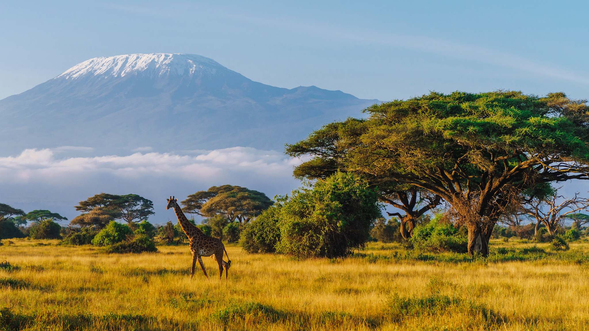 Massai-Giraffe vor dem Kilimandscharo im Amboseli-Nationalpark, Kenia. © pawel.gaul via Getty Images