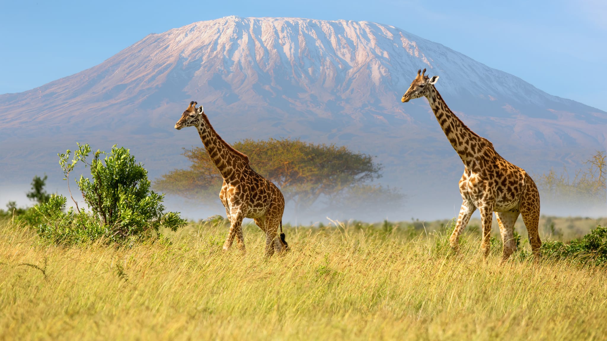 Giraffen auf einer Wiese vor einem Berg.
