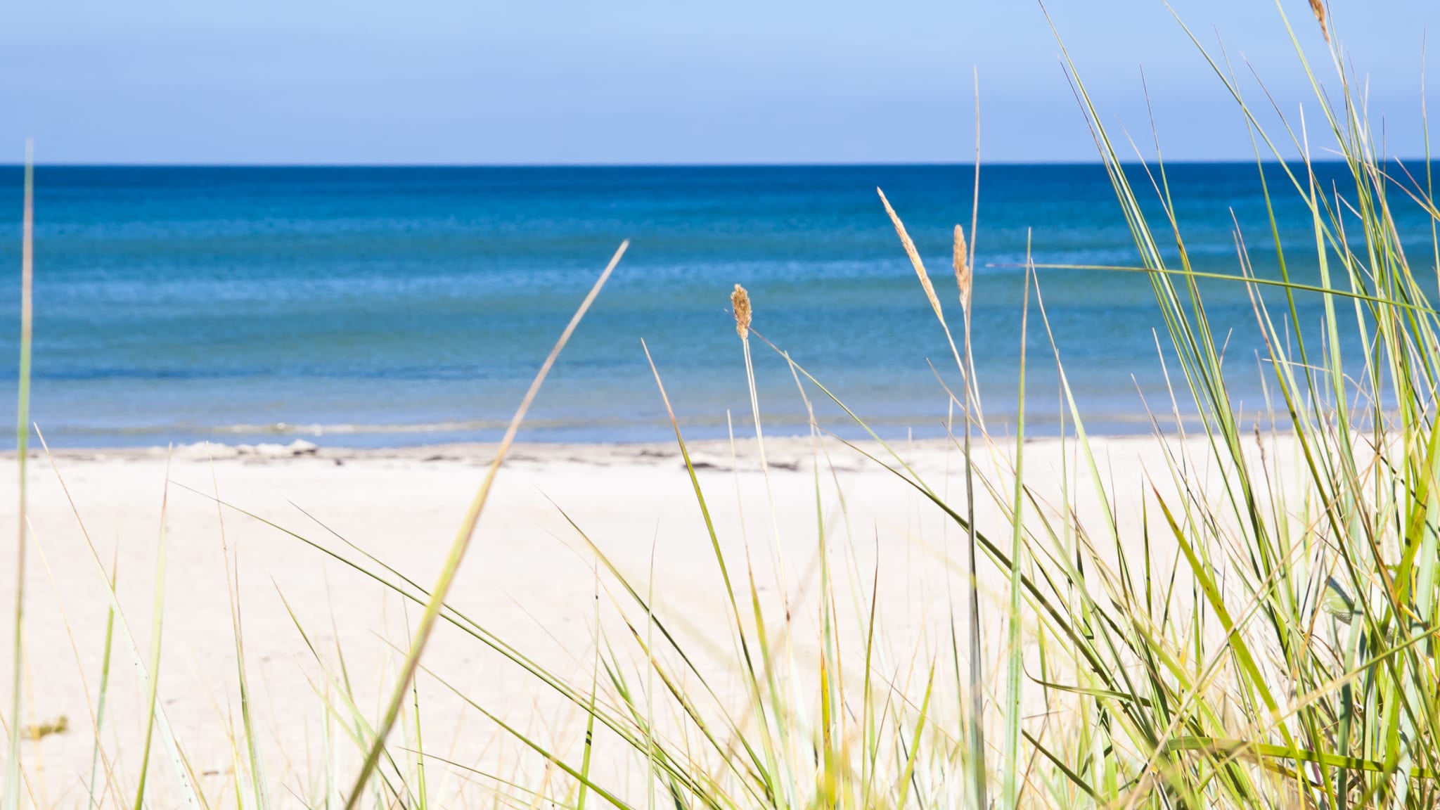 Gräser, die an einem Strand in Schleswig-Holstein, Deutschland, wachsen. © Wicki58/iStock / Getty Images Plus via Getty Images