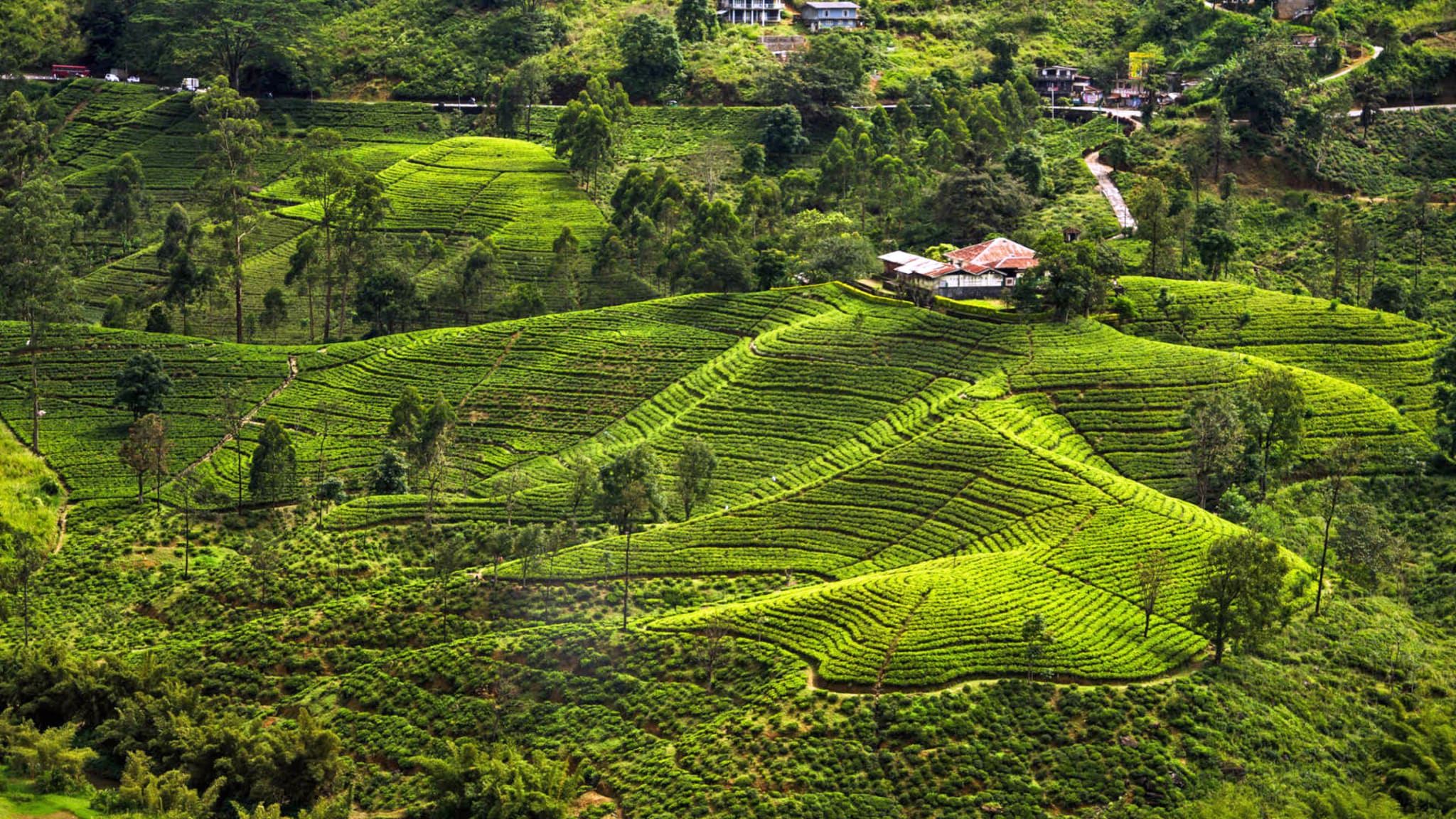 остров цейлон. остров цейлон. нувара элия. нувара элия шри ланка. нувара элия шри ланка плантация.