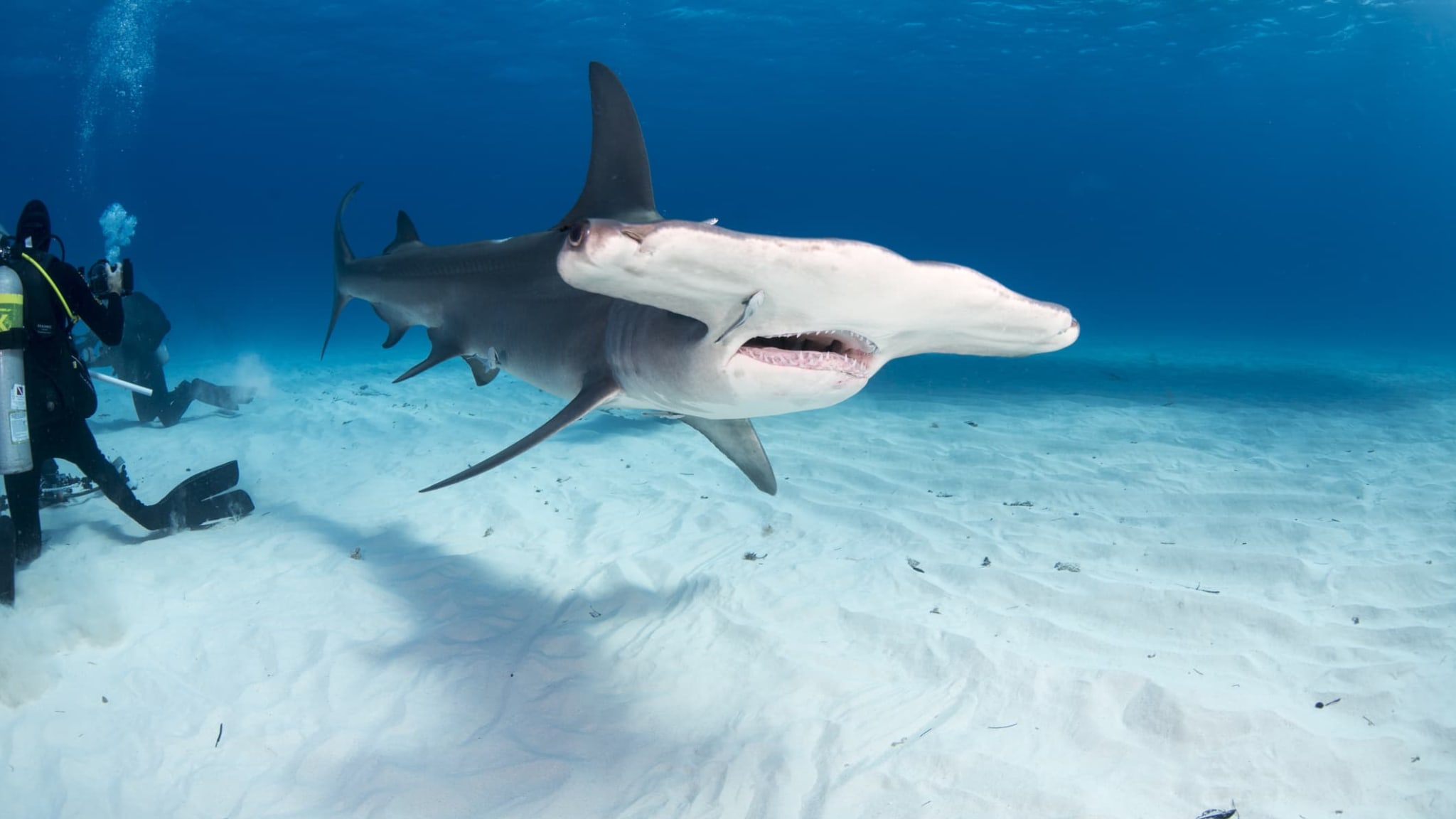 Ein Hammerhai vor einer Runde Tauchern in den Bahamas.