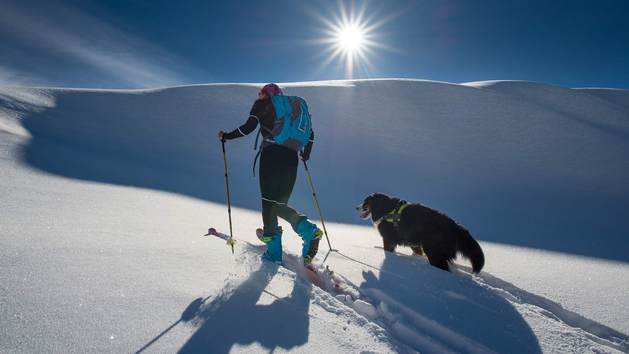 Ein Hund läuft neben einem Mann auf Skiern.
