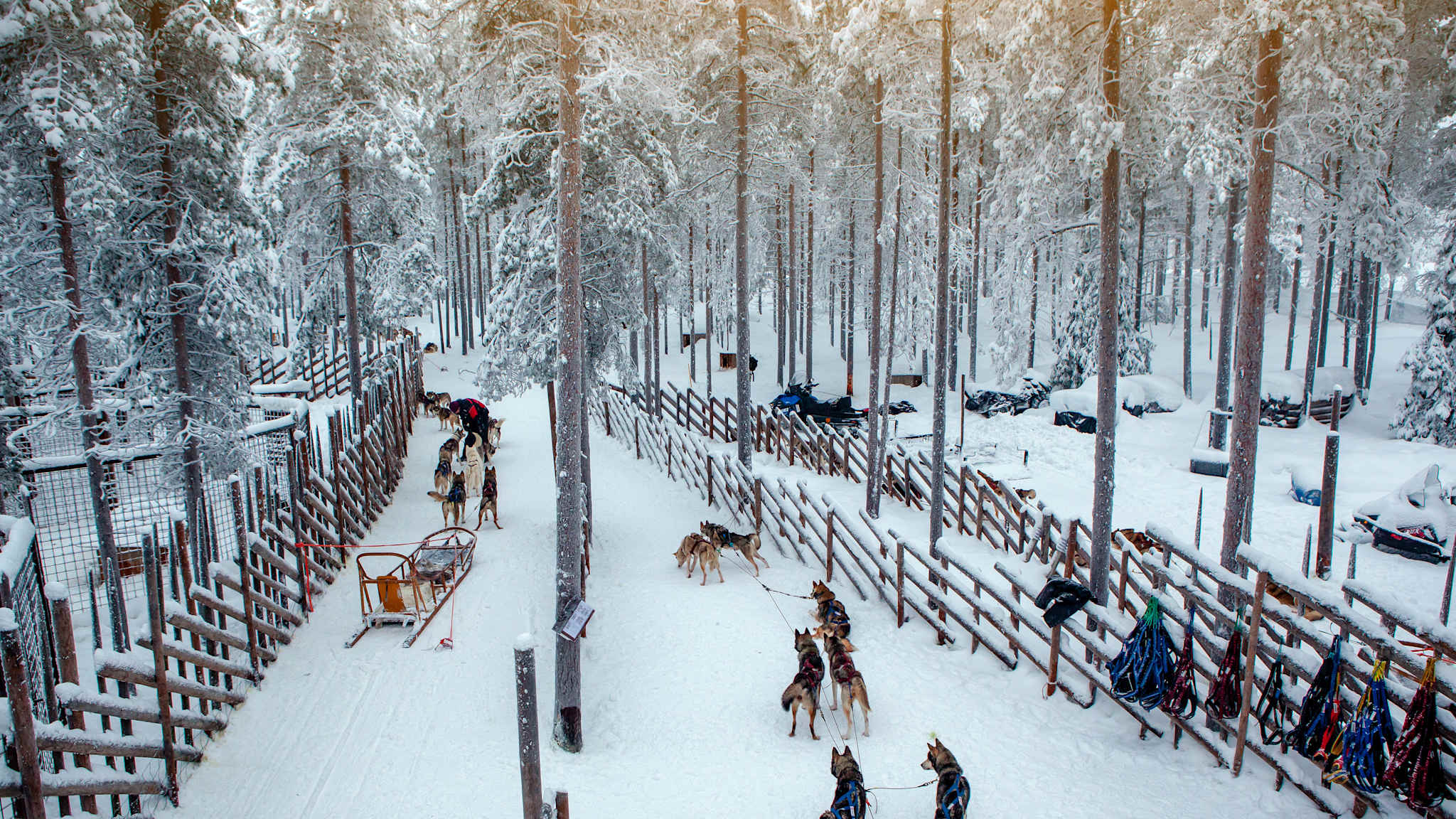 Hundeschlitten im Schnee