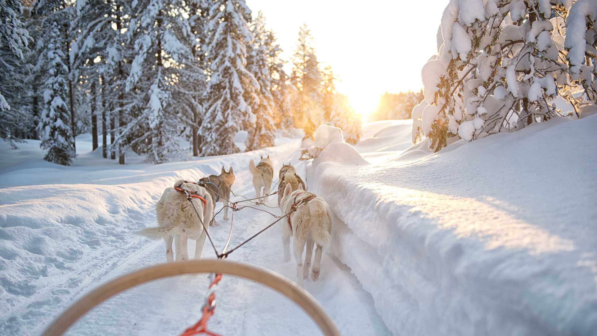 Ein Wagen wird von Huskys durch eine verschneite Landschaft gezogen