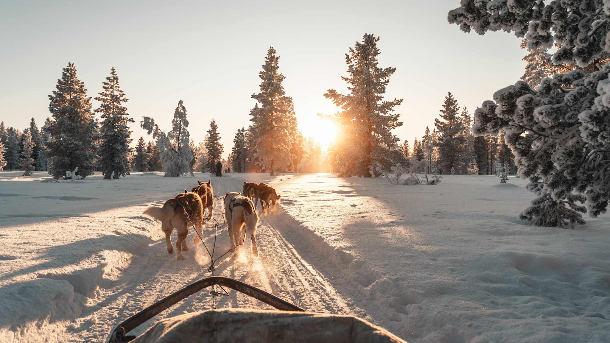 Eine Huskytour durch den Schnee