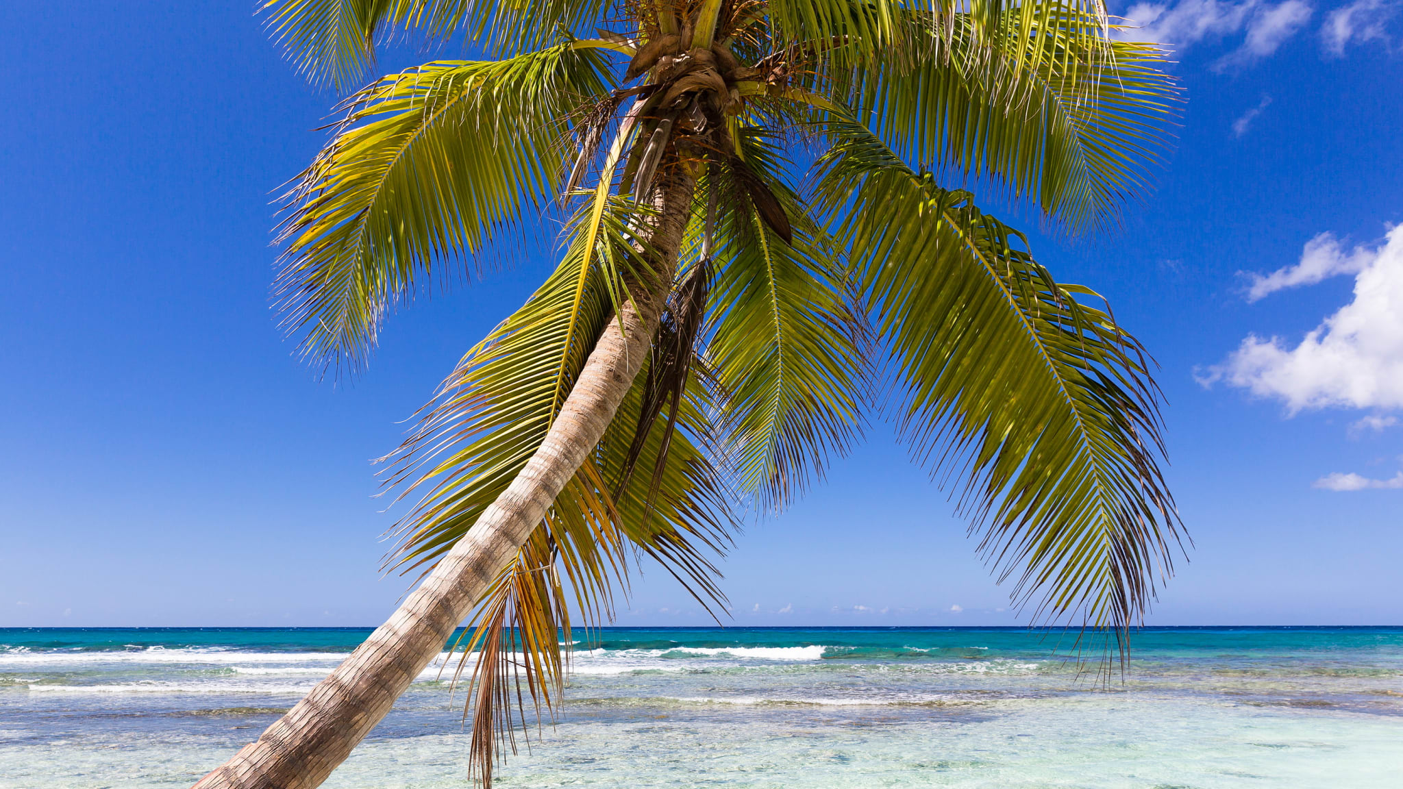 Kokospalme am Strand, Isla Saona, Parque Nacional del Este, La Altagracia, Dominikanische Republik