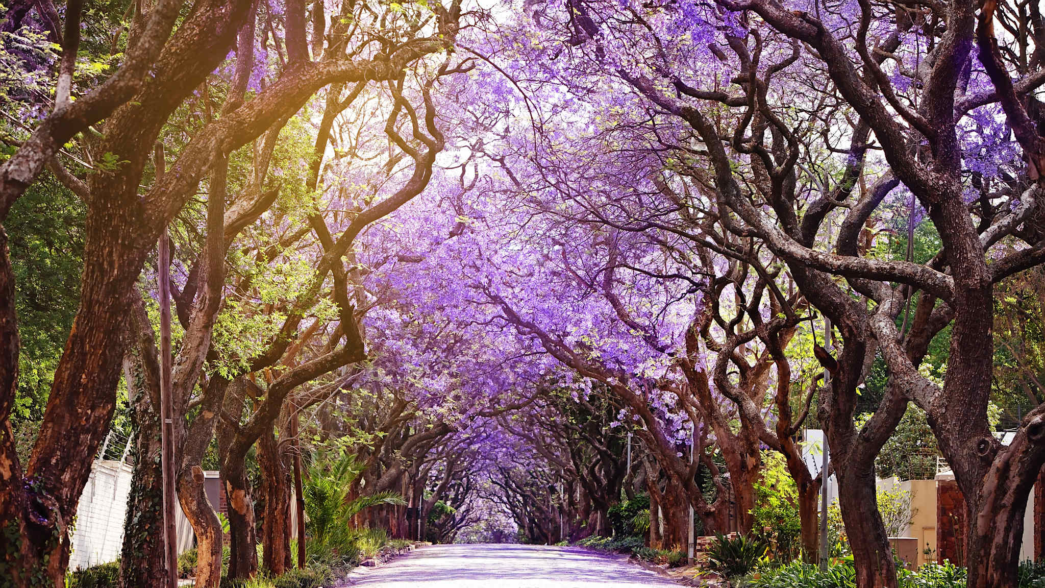 Eine Allee mit violetten Bäumen.